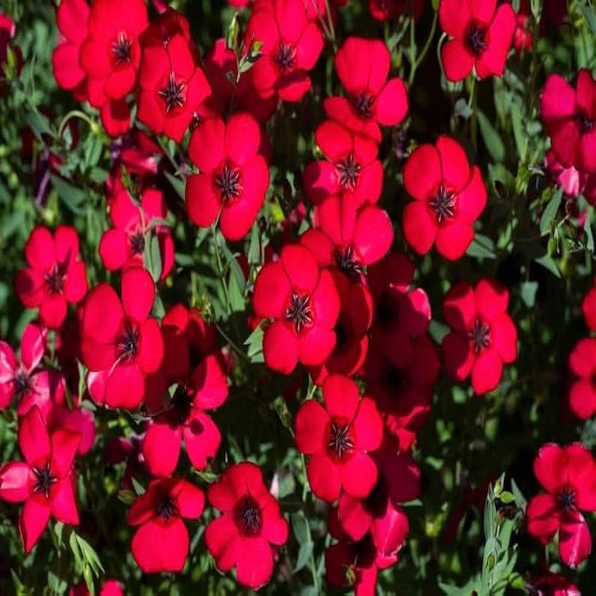Flax Red Organic Flower Seeds
