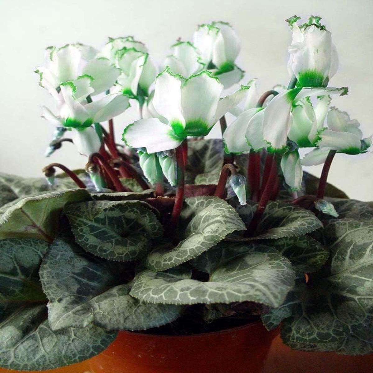 Green White Cyclamen Flower Seeds for Planting - Heirloom Non-GMO High Germination Organic Garden Seeds