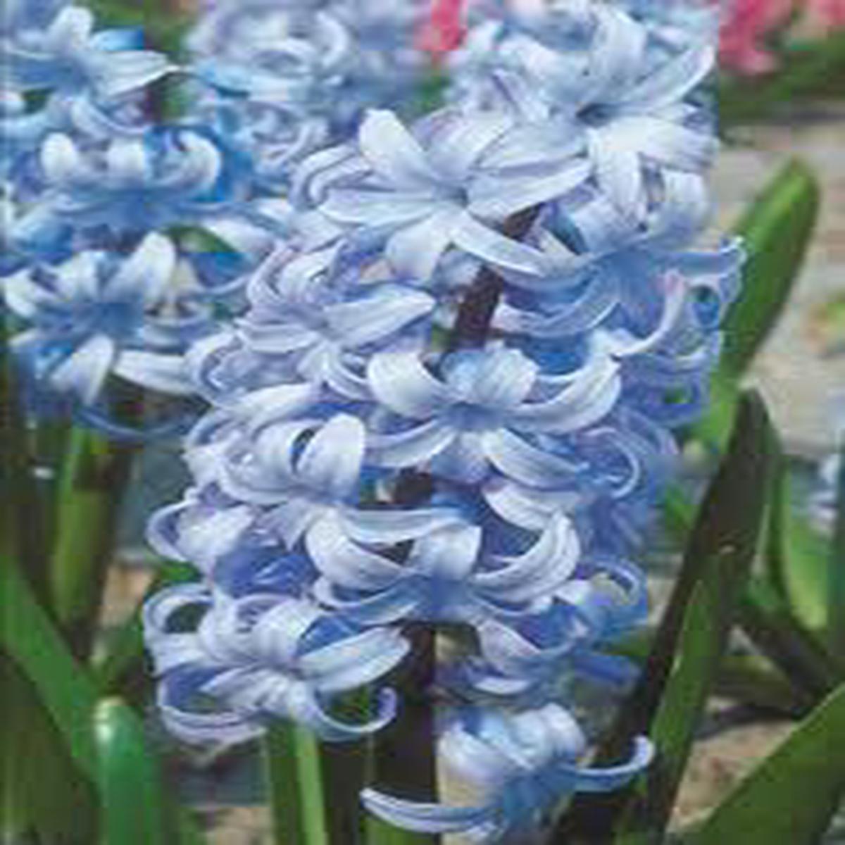 Heirloom Hyacinth Flower Seeds for Planting Non-GMO, High Germination, Organic Garden Seeds