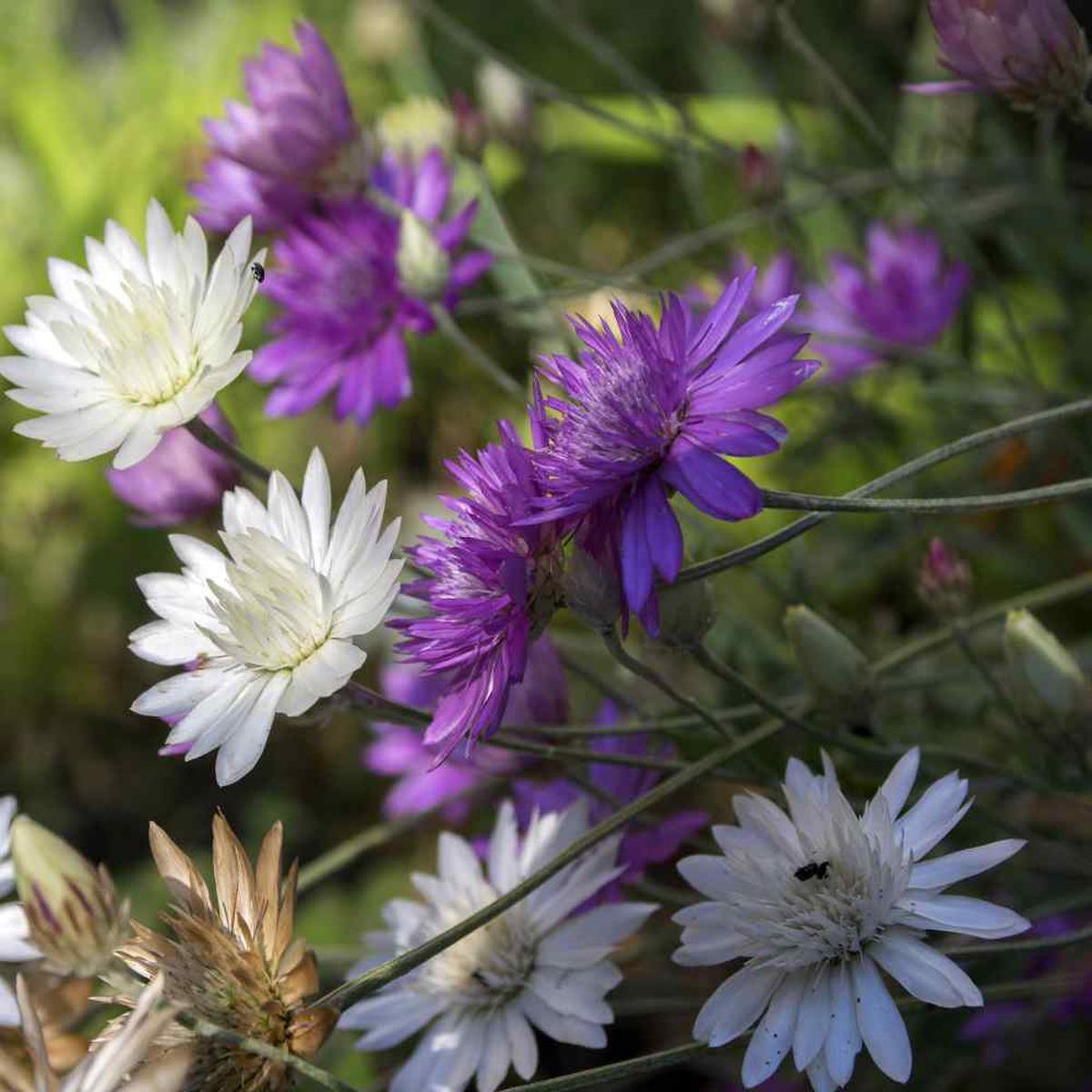 Heirloom Non-GMO Xeranthemum Annuum Flower Seeds for Garden Planting  Everlasting Paper Blooms