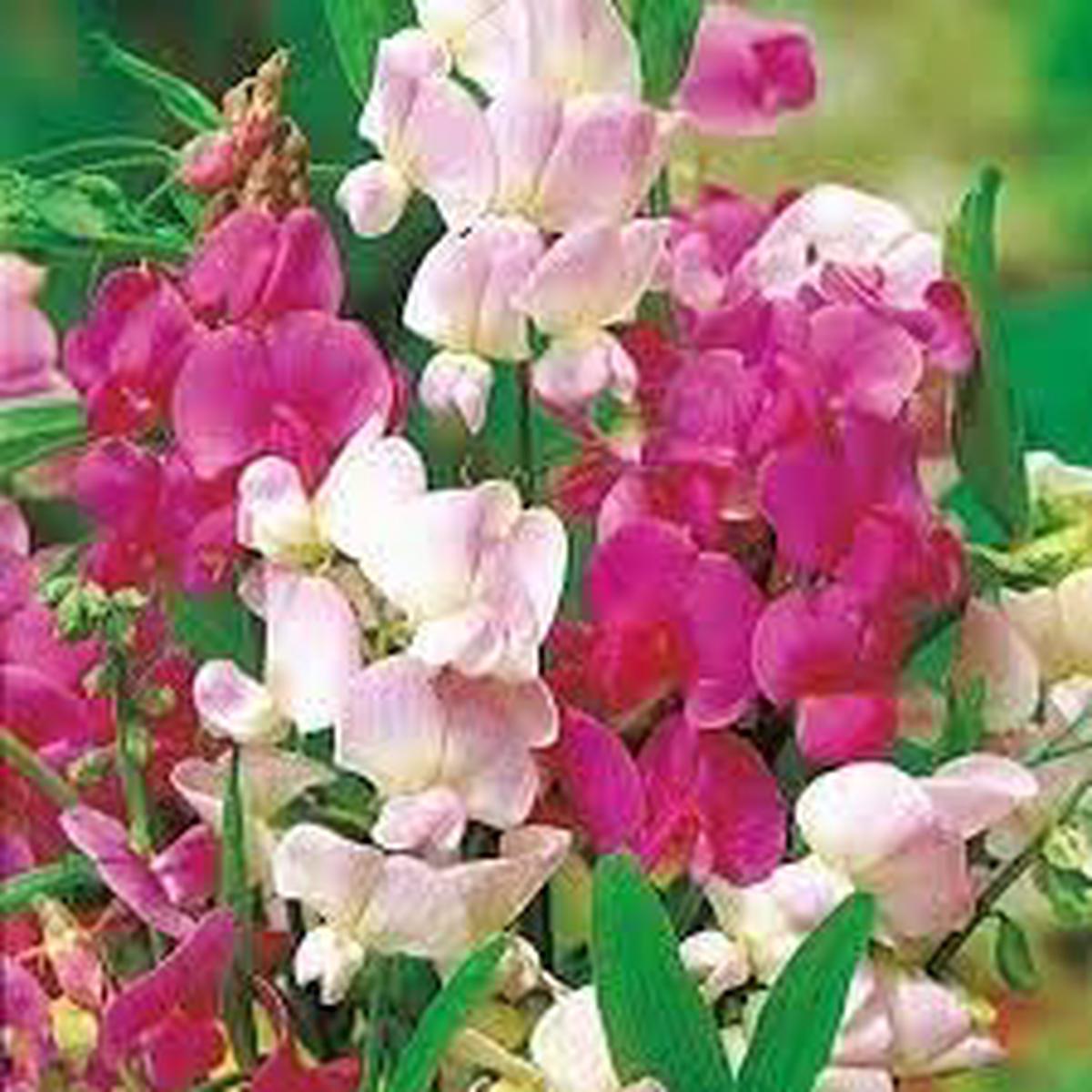 Heirloom Pea Flower Seeds for Planting Non-GMO High Germination Organic Garden Seeds