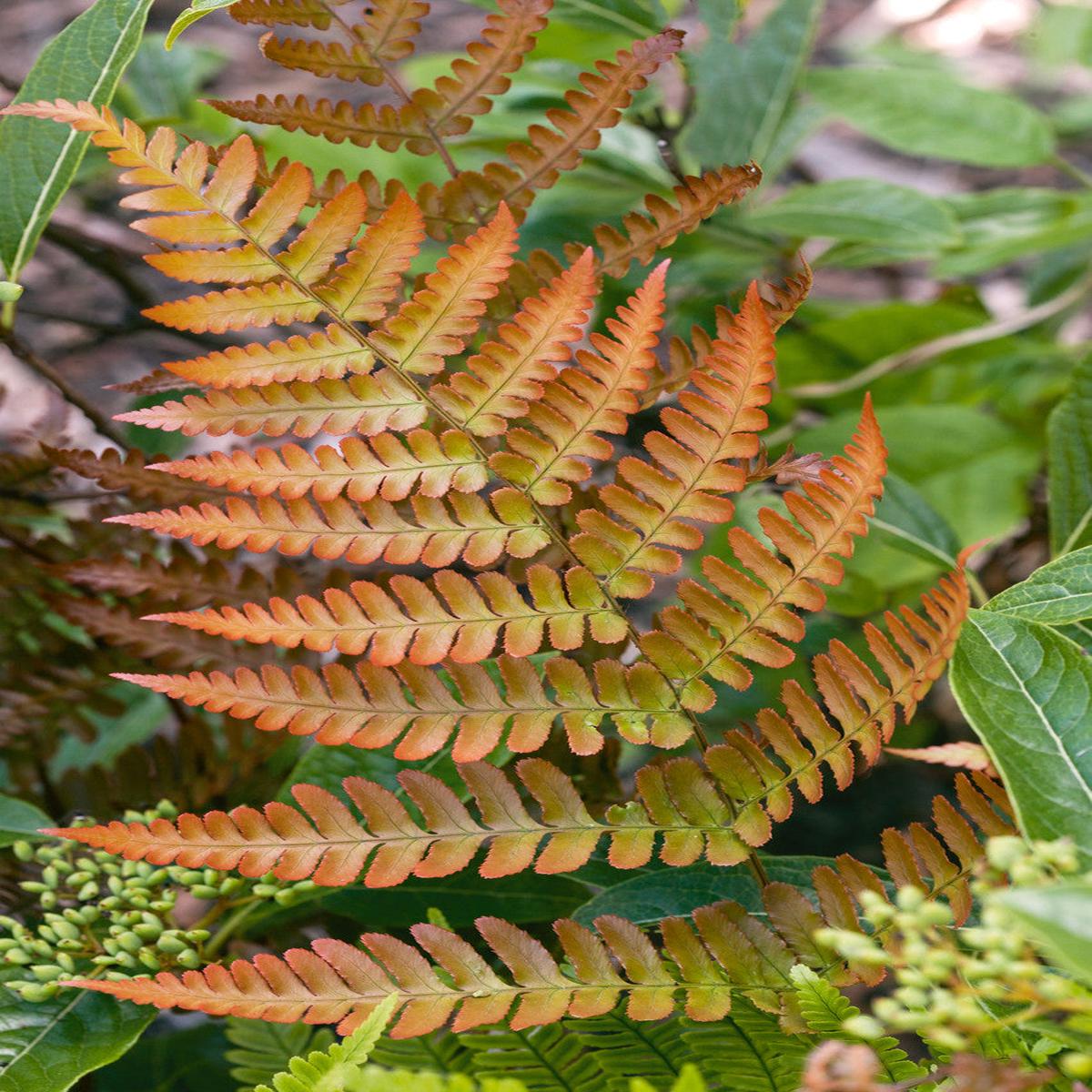 Light Orange Fern for Planting  Heirloom, Non-GMO, High Germination Organic Garden Seeds  Vibrant Color