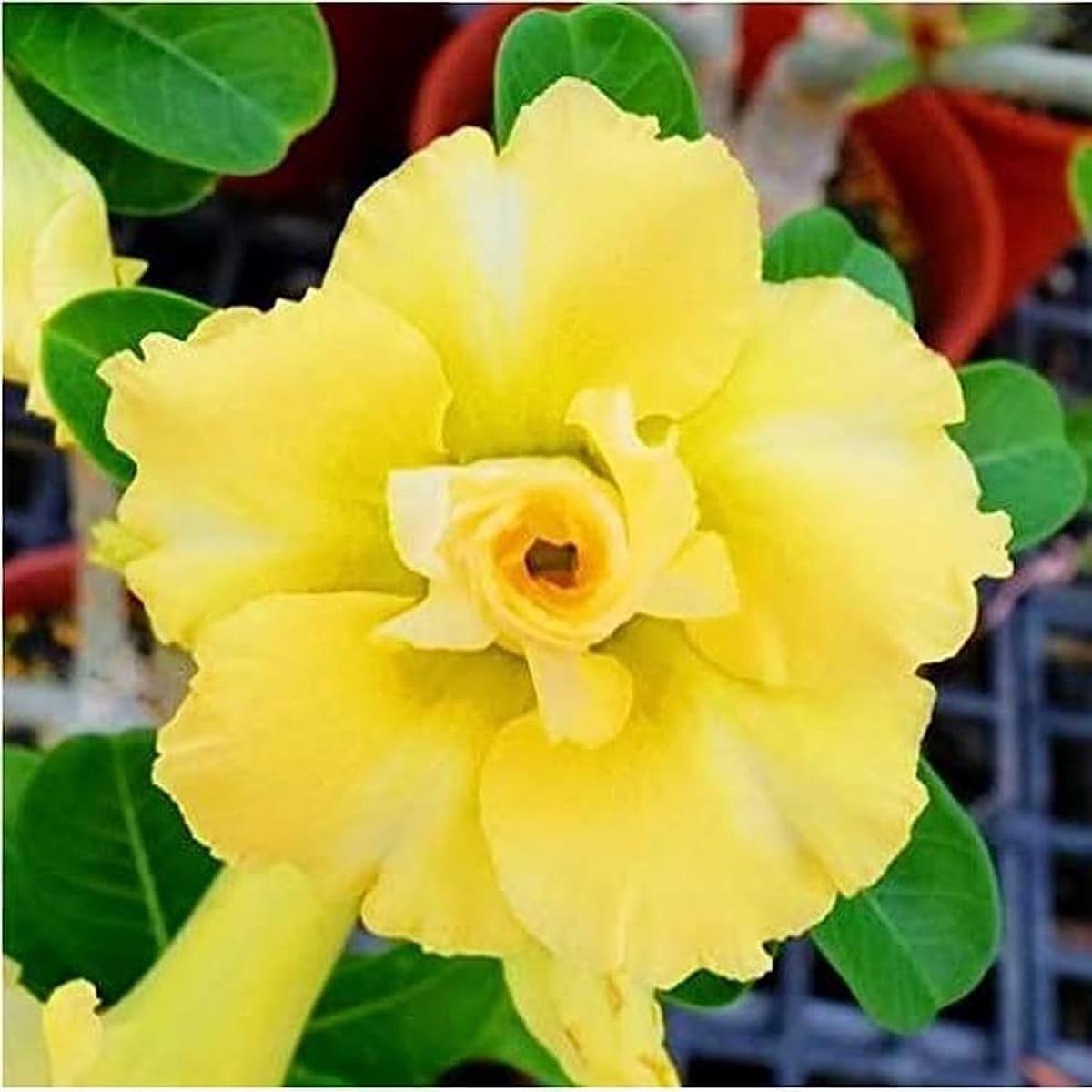 Light Yellow Adenium Obesum Flower Seeds  Non-GMO, High Germination Heirloom Organic Garden Seeds