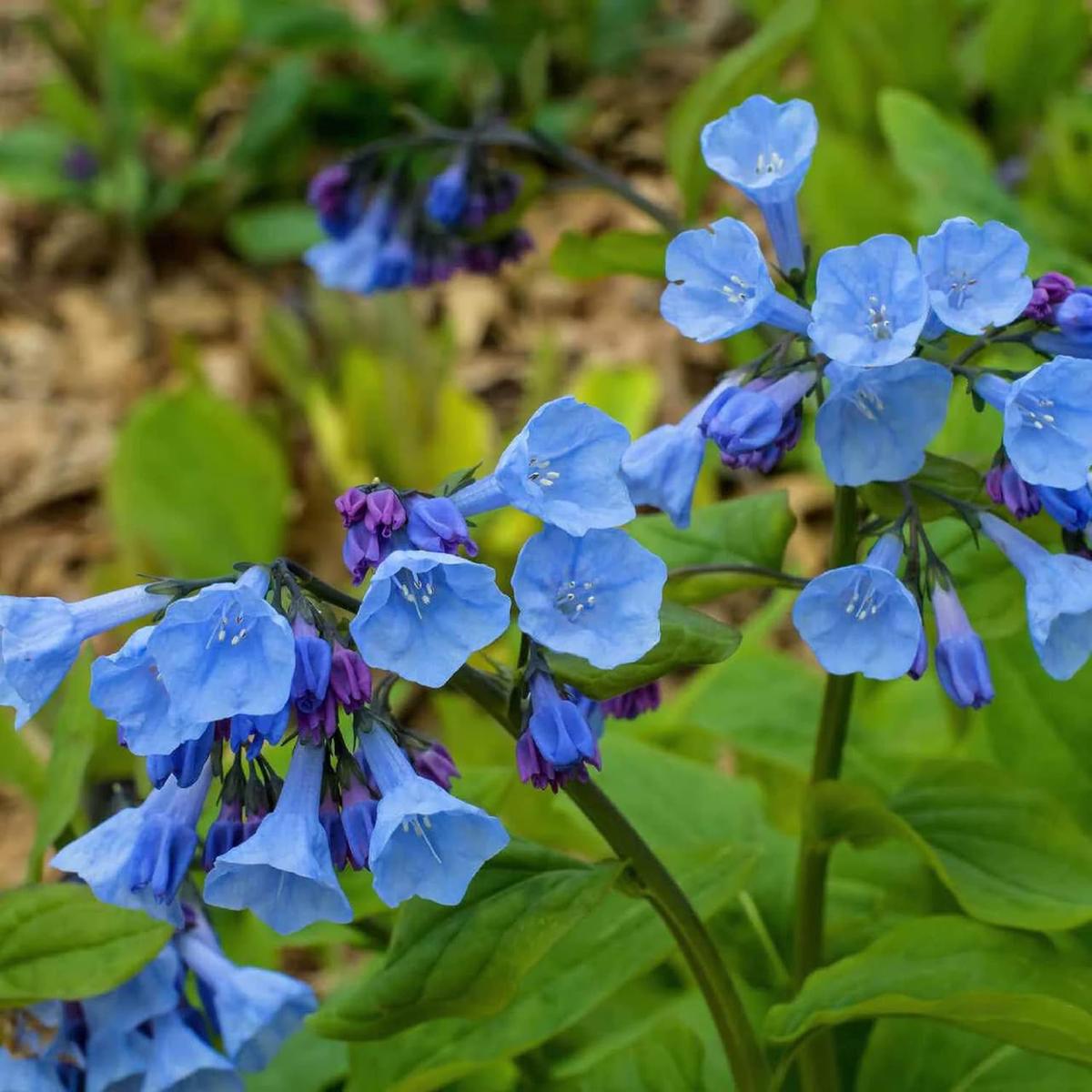 Mertensia Flower Seeds for Planting - Heirloom Non-GMO High Germination Organic Garden Seeds