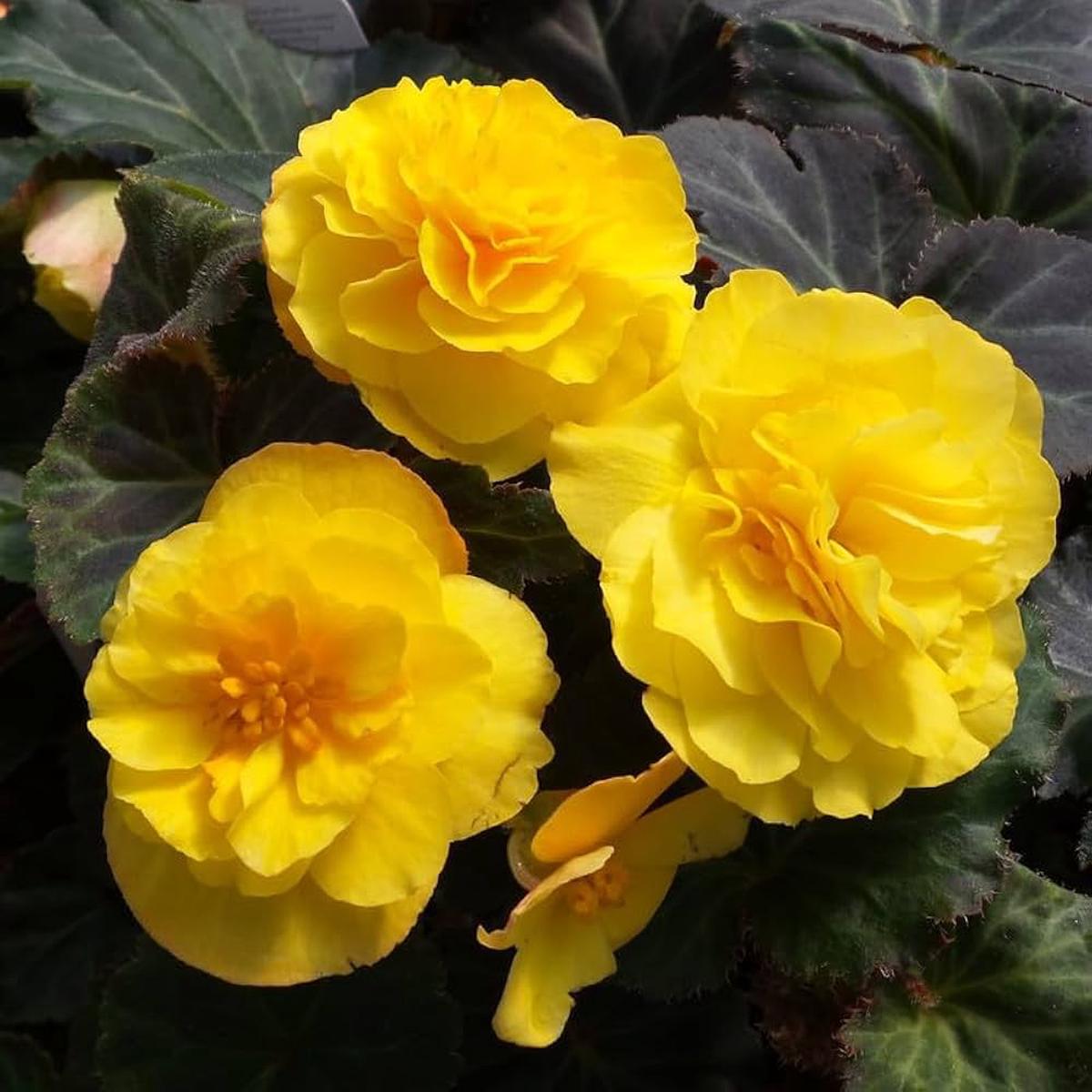 Mocca Yellow Flower Seeds for Planting Organic, Heirloom, Non-GMO Garden Seeds