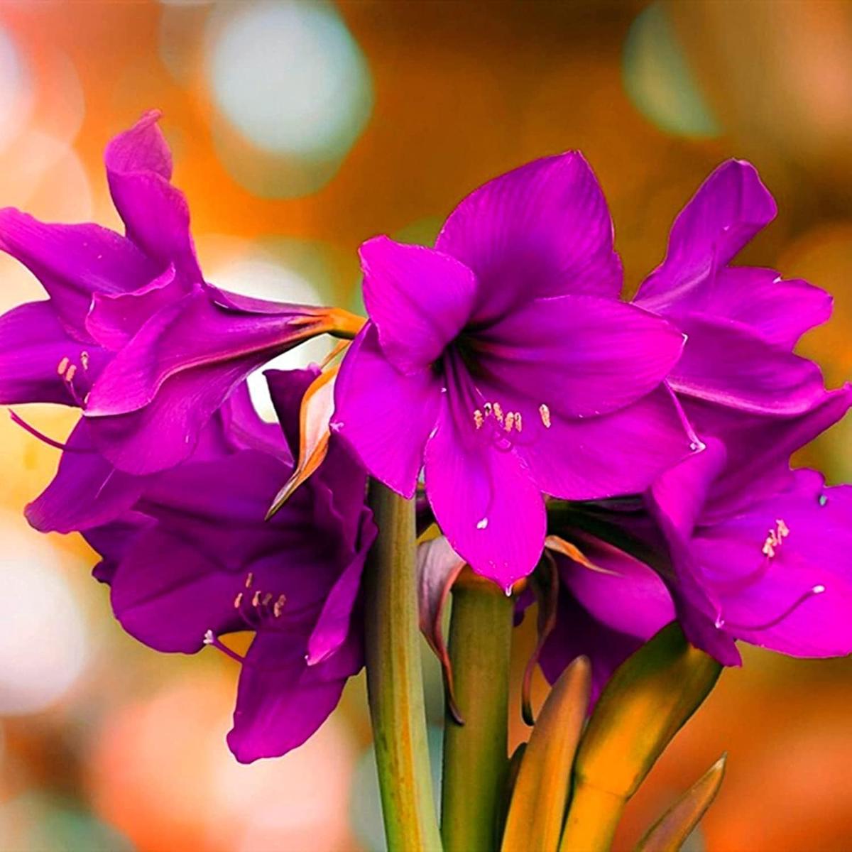Purple Amaryllis Flower seeds for Planting Fragrant Blossoms Heirloom & GMO Free Seeds for Home Garden