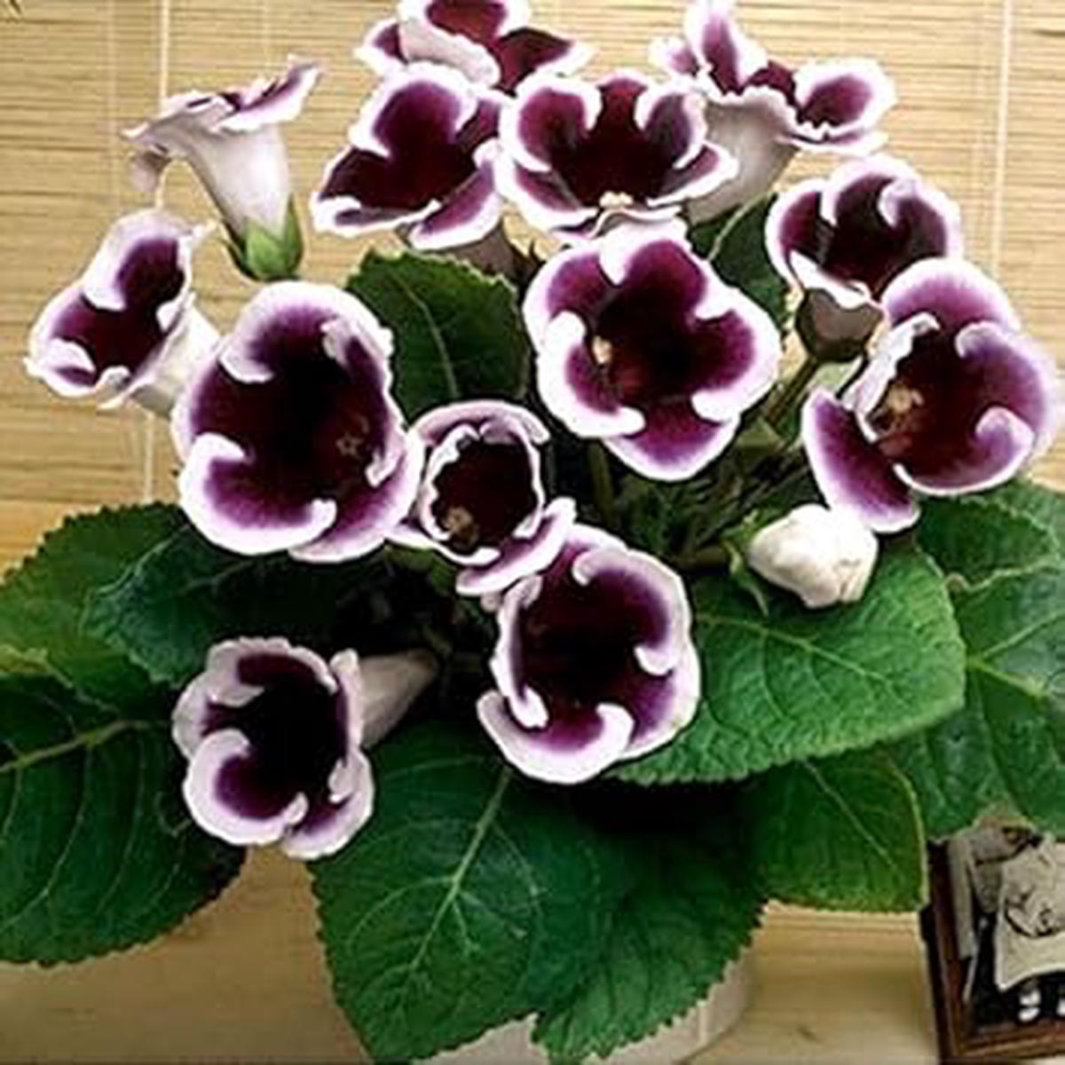 Purple White Gloxinia Flower seeds for Planting Cut Flower Favorite Heirloom & GMO Free Seeds for Home Garden Sale
