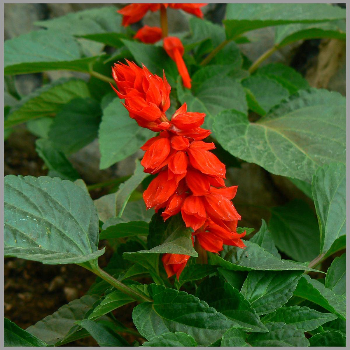 Scarlet Sage (Salvia Red) Flower Seeds for Planting Heirloom, Non-GMO, Pollinator-Friendly, Annual