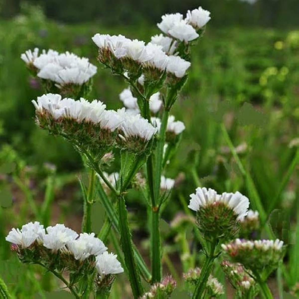Sea Lavender Flower Seeds for Planting | Heirloom Non-GMO High Germination Organic Garden Seeds