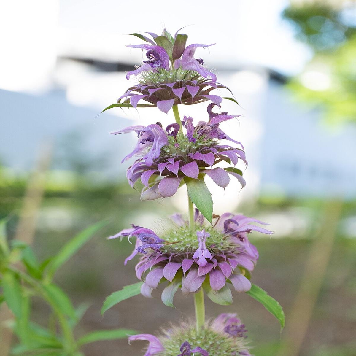 Violet Citriodora Flower Seeds for Planting Heirloom, Non-GMO, Compact Growth, High Germination