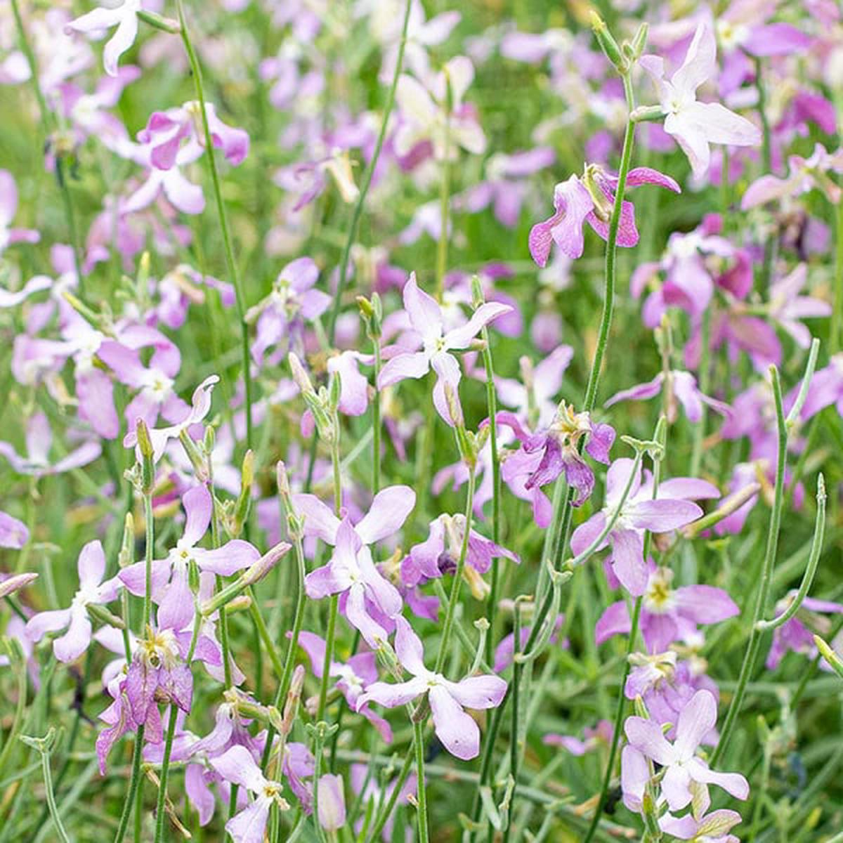 White Violet Matthiola Flower Seeds for Planting  Heirloom, Non-GMO, High Germination Organic Garden Seeds