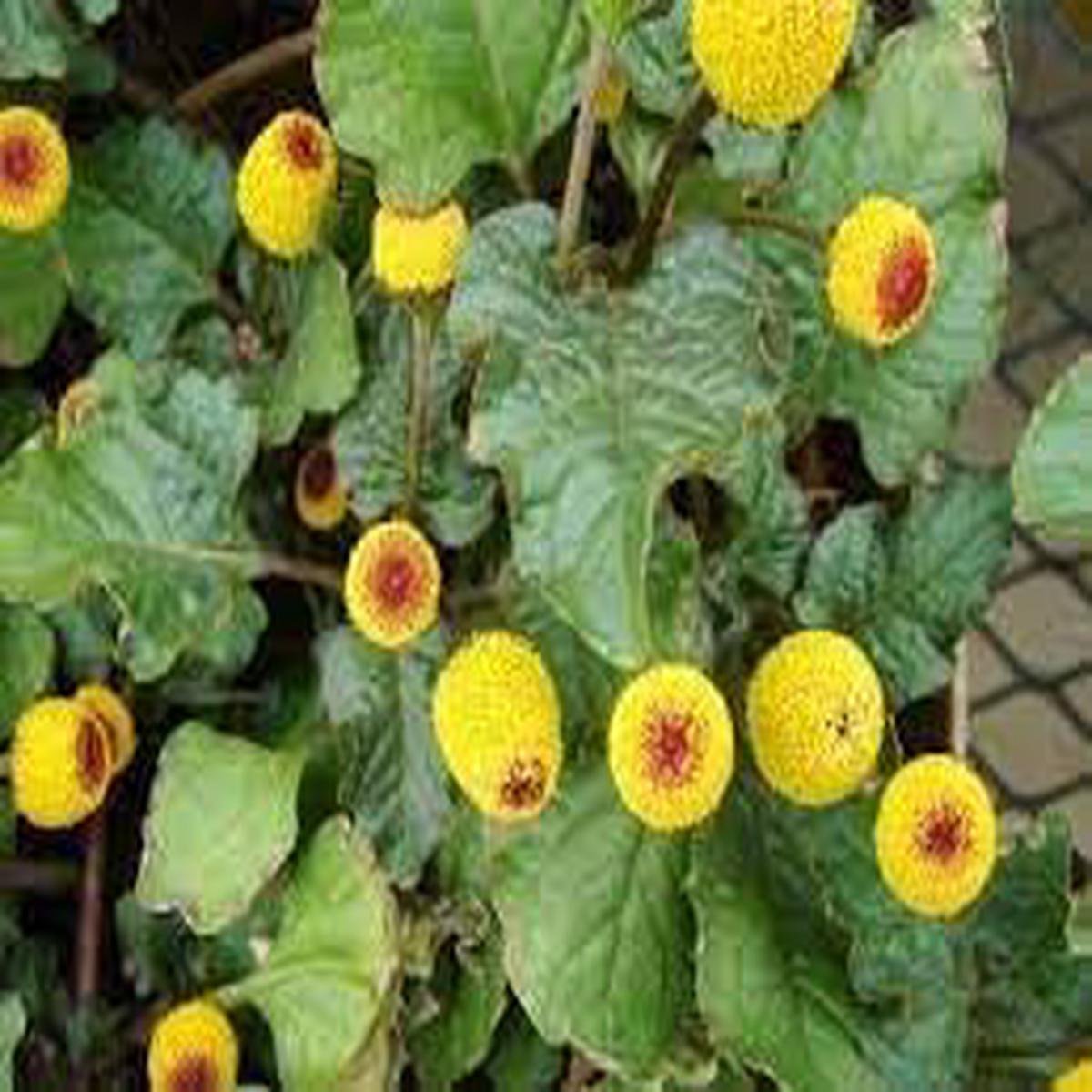 Acmella Flower seeds for Planting Garden Favorite Heirloom & GMO Free Seeds for Home Garden