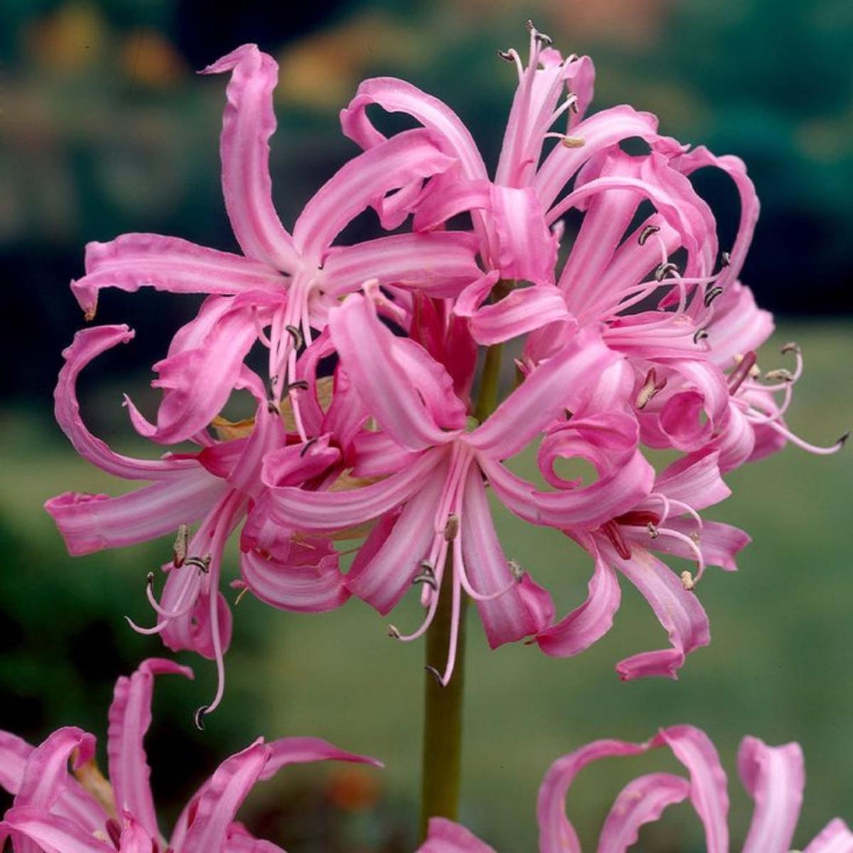 African Lily Pink Seeds  Agapanthus Rosa for Home Gardens