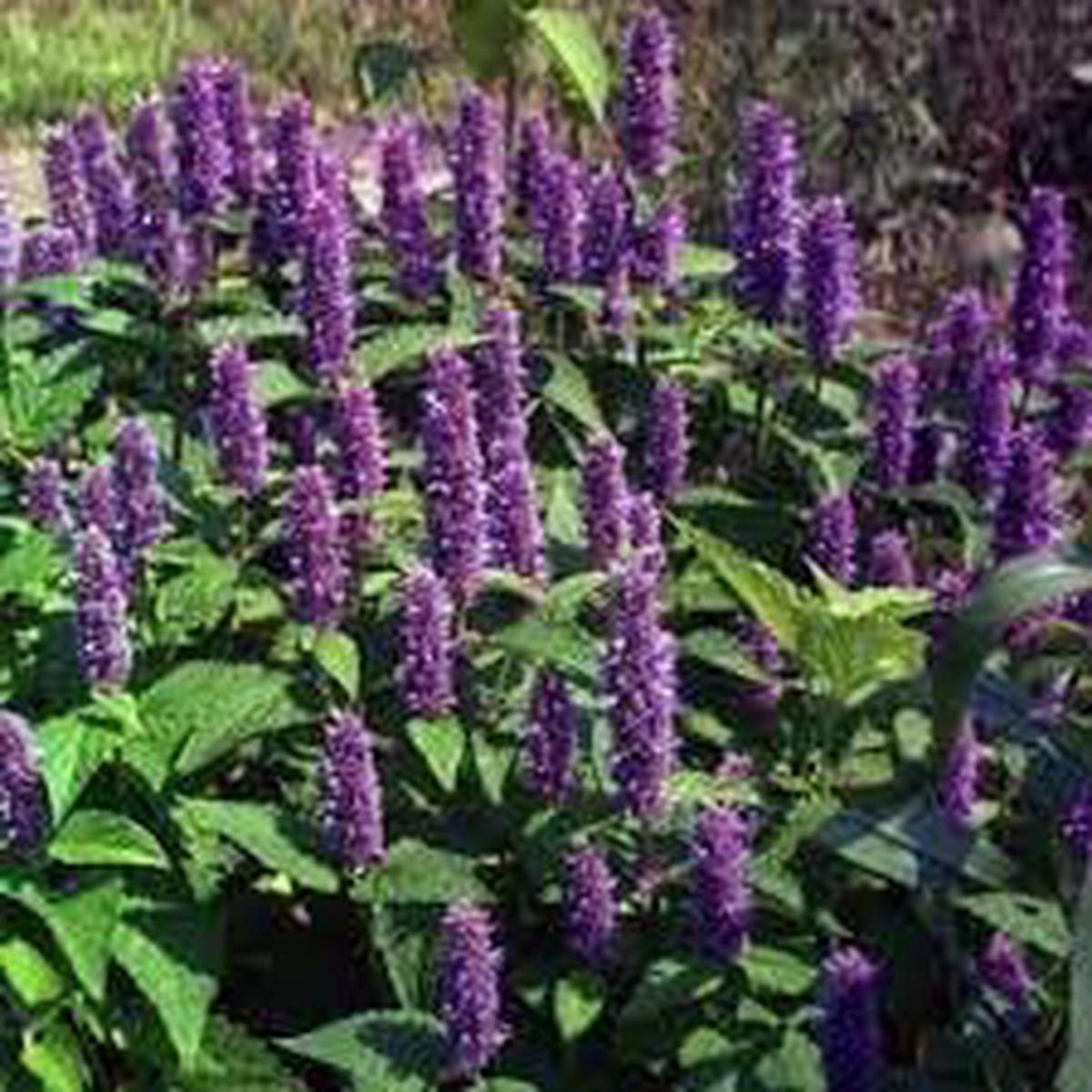 Agastache Mexicana Flower seeds for Planting Hardy Variety Heirloom & GMO Free Seeds for Home Garden