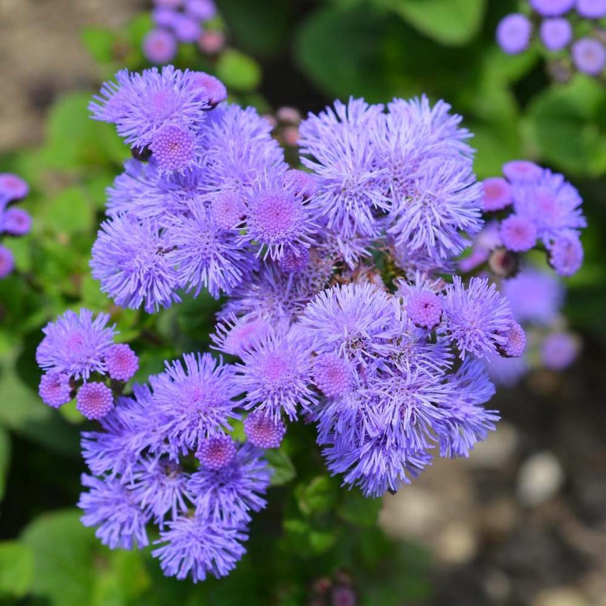 Ageratum Mexicanum Blue Seeds  Annual Flower Seeds