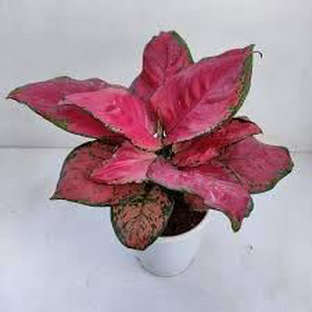 Aglaonema Flower Seeds for Planting Wildflower Mix, Heirloom, Non-GMO, High Germination