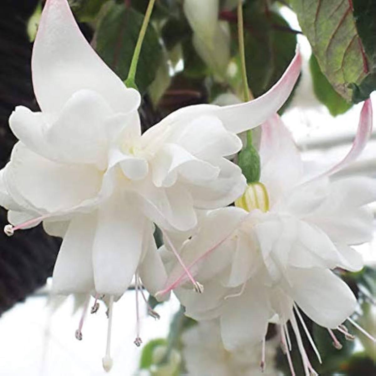 Aquilegia Blue Columbine Aquilegia caerulea Seeds for Planting - Ideal for Flower Bed & Home Garden