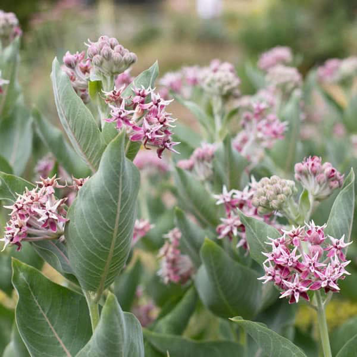 Asclepias Speciosa Flower Seeds for Planting  Fragrant Pollinator-Friendly Garden Blooms