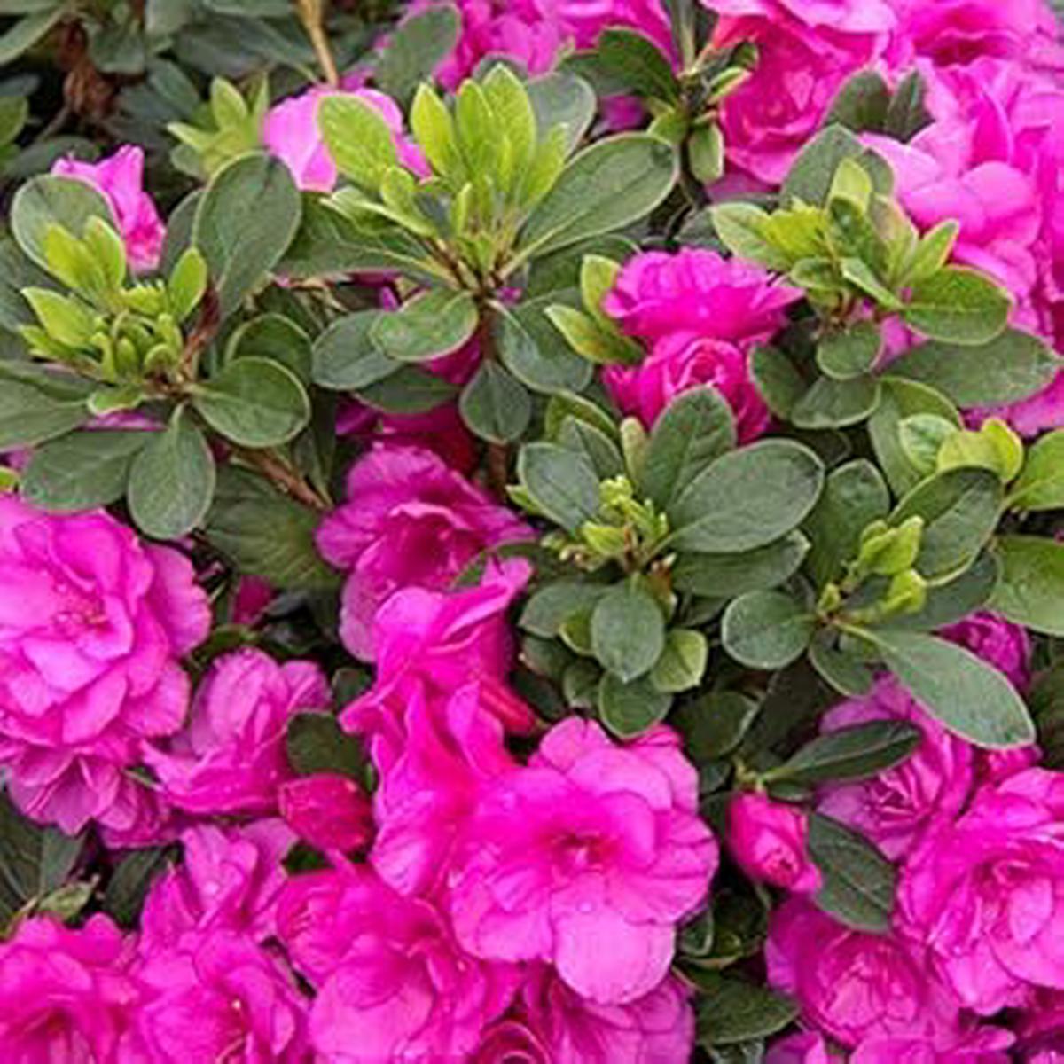 Azalea Flower Seeds Pink & Green for Planting  Heirloom Non-GMO High Germination Organic Garden Seeds