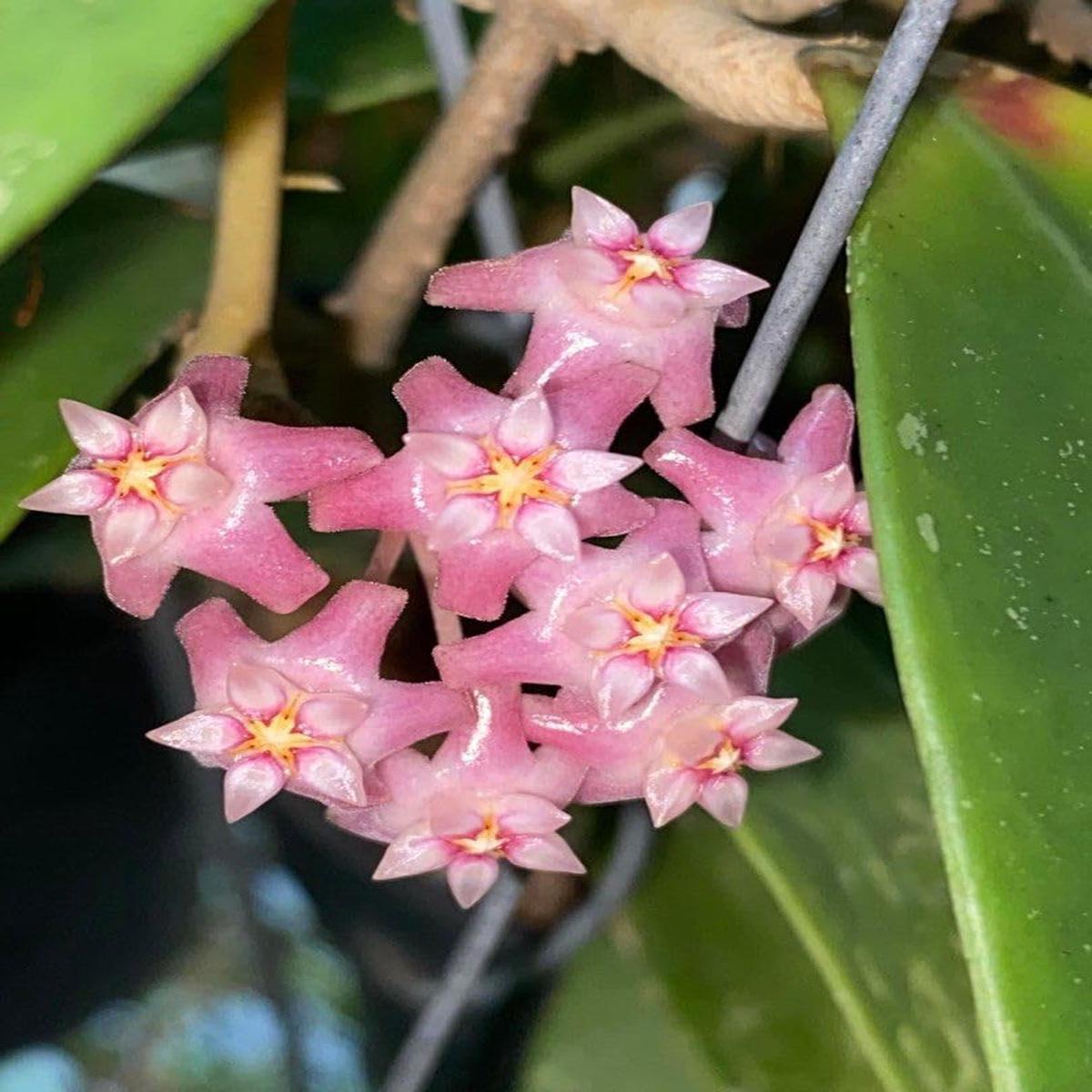 Baby Pink Hoya Flower Seeds for Planting  Heirloom, Non-GMO, High Germination Tropical Garden Seeds