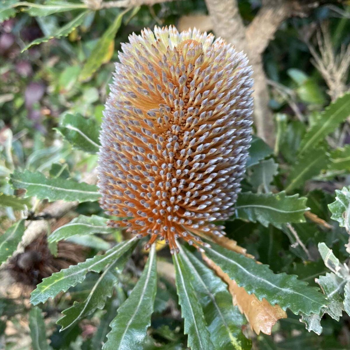 Banksia Plant Seeds for Planting  Heirloom, Non-GMO, High Germination Organic Garden Seeds