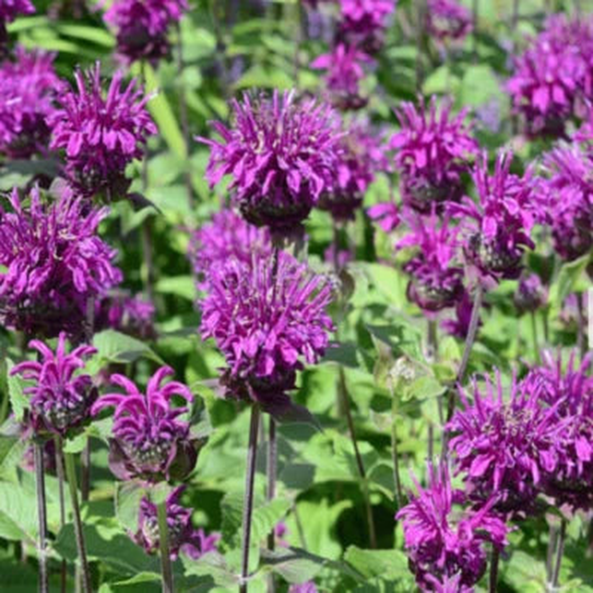 Bee Balm Purple Bergamot (Monarda media)  Heirloom Perennial Flower Seeds, Non-GMO, Bee-Attracting Blooms
