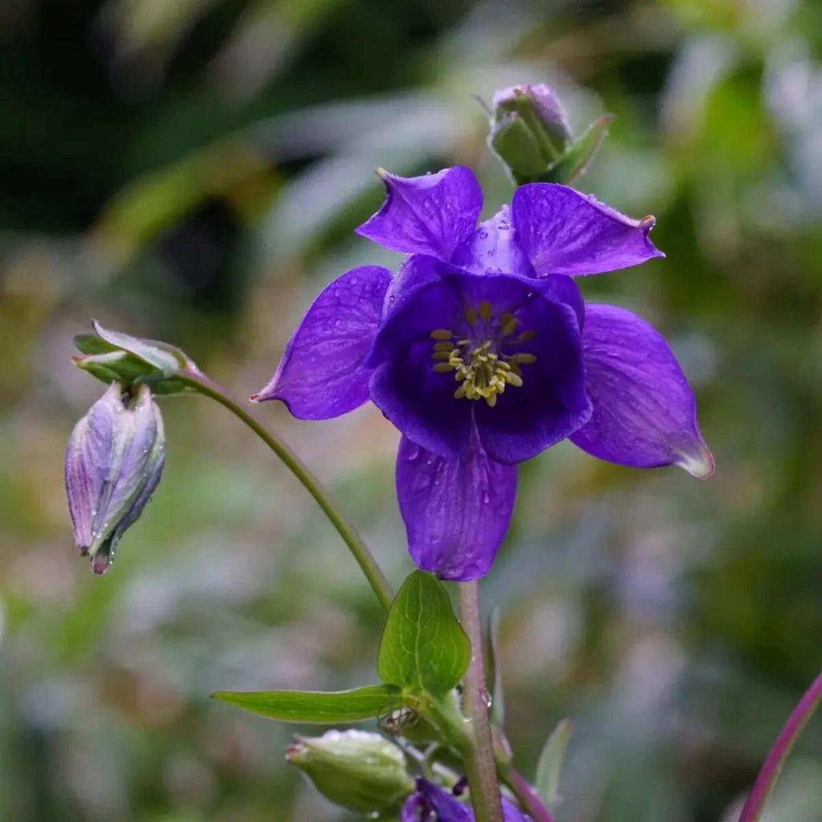 Blue Aquilegia Flower Seeds for Planting  NON GMO Seeds