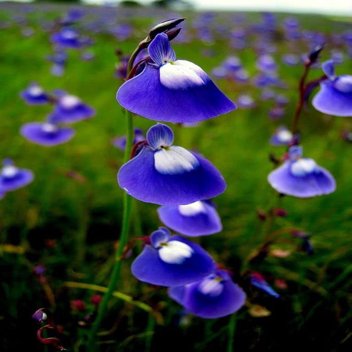 Blue Bladderwort Flower Seeds for Garden Planting  Non-GMO Heirloom Organic Garden Seeds, High Germination