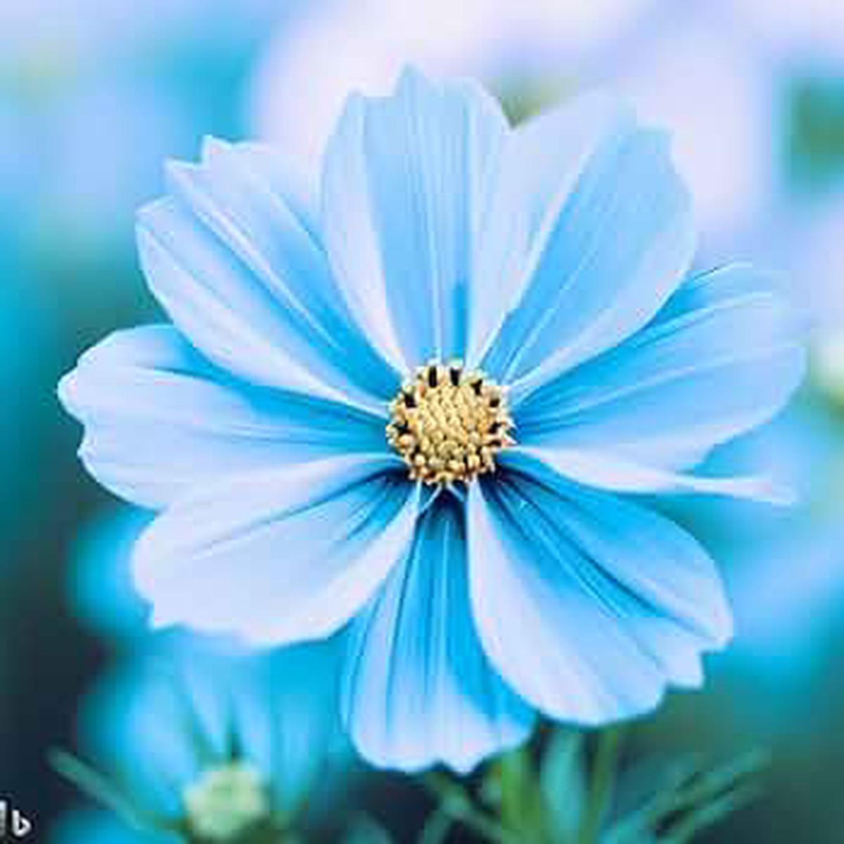 Blue Cosmos Flower Seeds for Planting  Vibrant Blooms, Non-GMO, Heirloom Quality