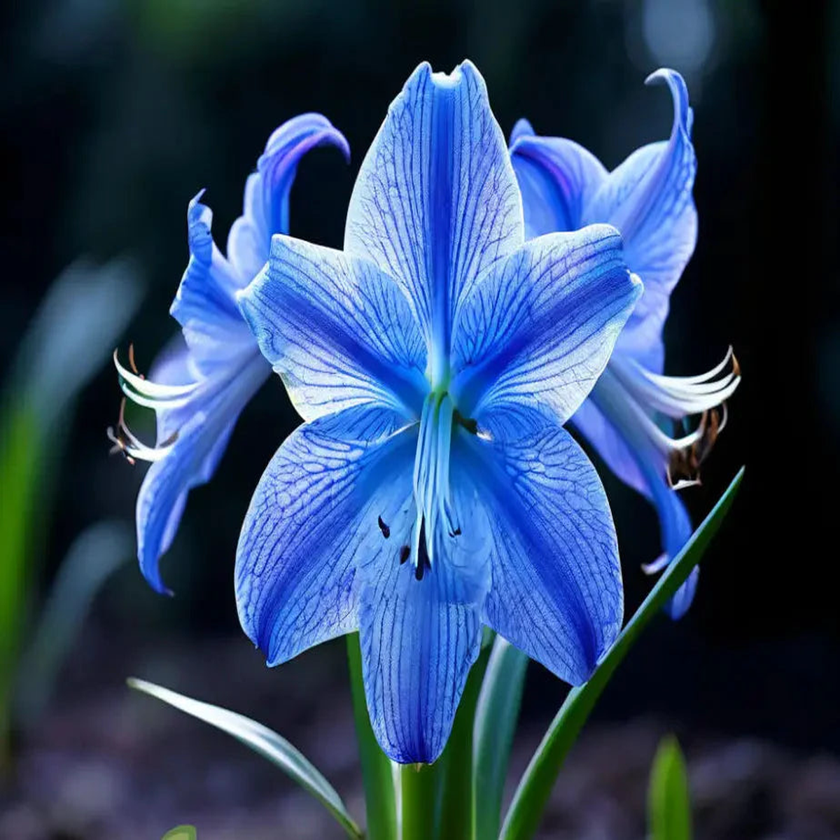 Blue Hippeastrum Flower seeds for Planting - Hardy Variety, Heirloom & GMO Free Seeds for Home Garden