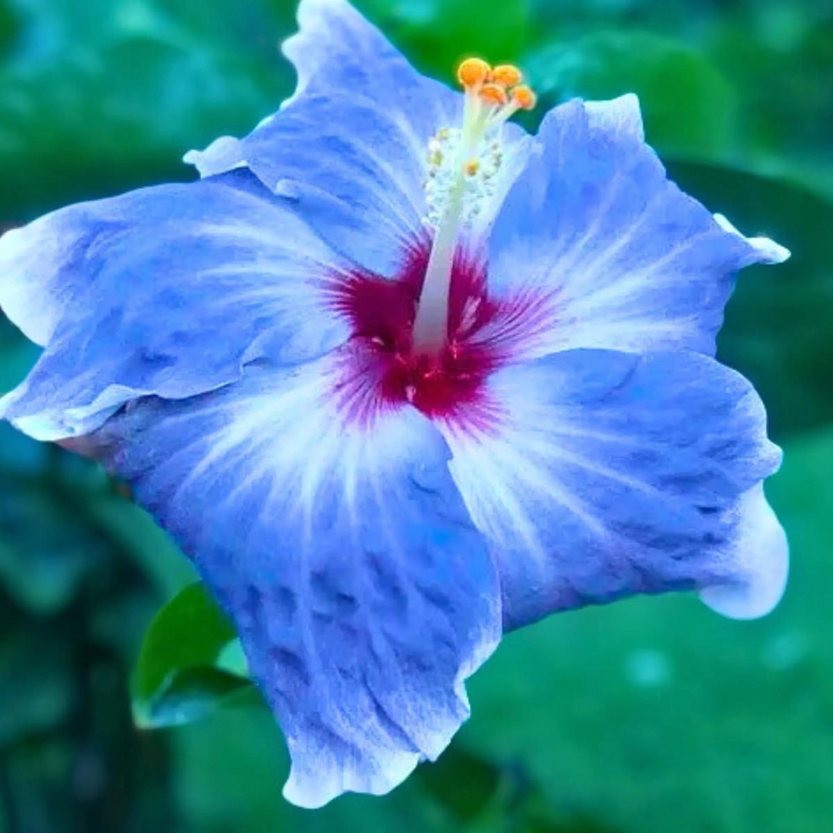 Blue White Hibiscus Flower Seeds for Planting - Heirloom, Non-GMO, Hardy Variety for Organic Garden