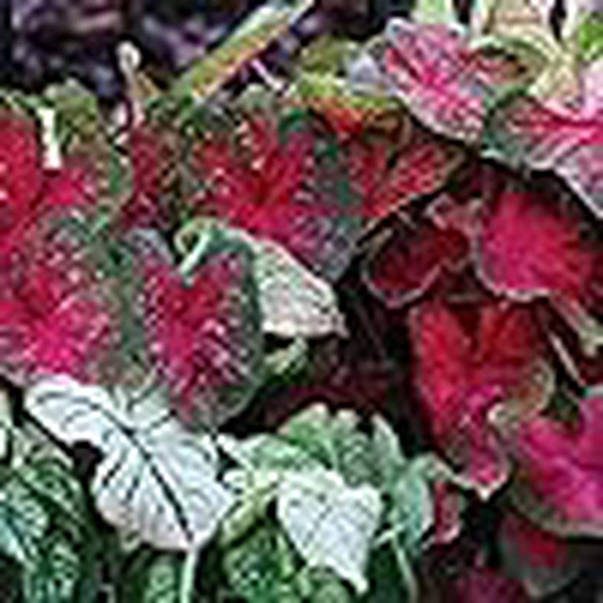 Caladium Bicolor Mixed Flower Seeds for Planting Heirloom, Non-GMO, High Germination Organic Garden Seeds