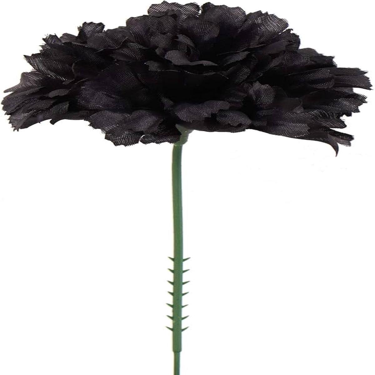Carnations Black Flower Seeds for Planting  Heirloom Non-GMO, High Germination Organic Garden Seeds
