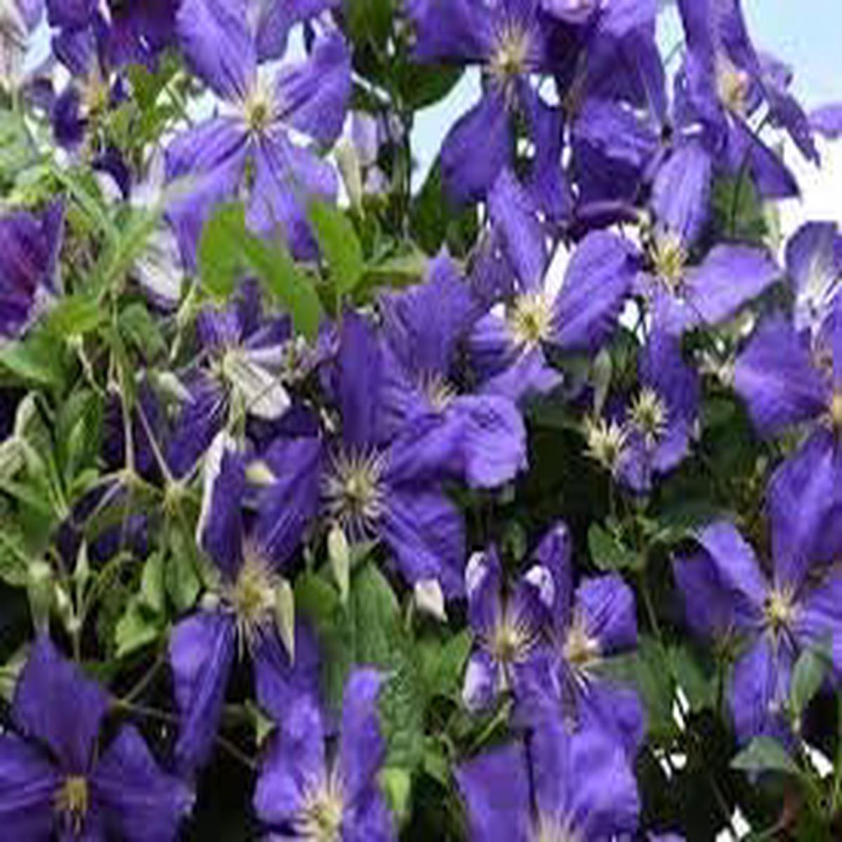 Clematis Hybrida Climbing Flower seeds for Planting Compact Growth Heirloom & GMO Free Seeds for Home Garden