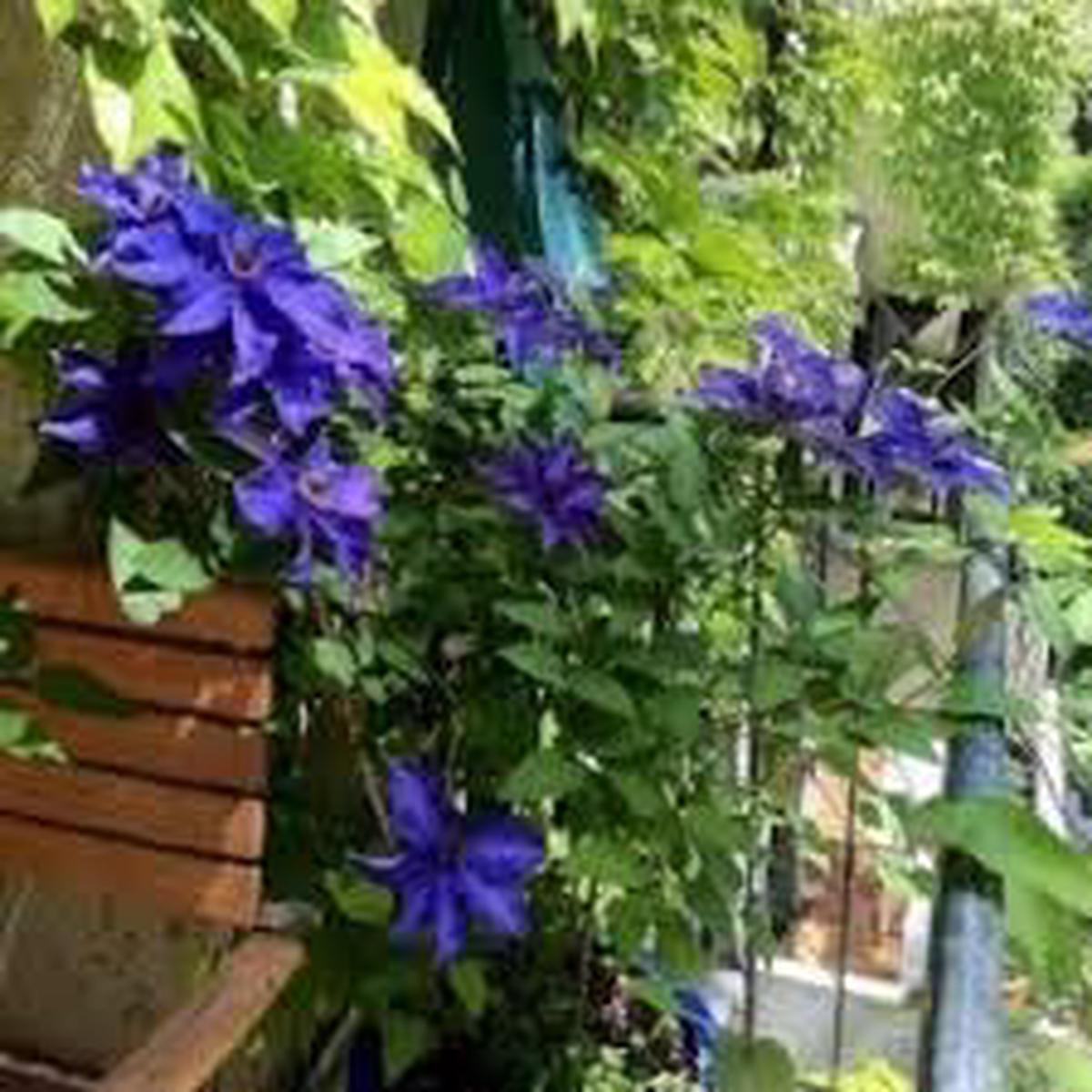 Climbing Perennial Flower Seeds for Planting  Fragrant Blossoms, Heirloom, Non-GMO, High Germination Organic Garden Seeds