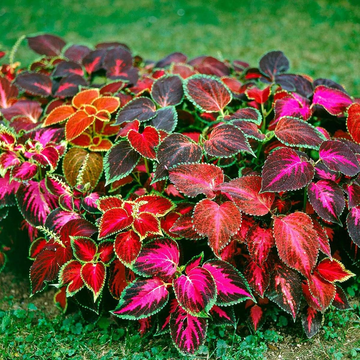Coleus Flower Seeds for Planting | Heirloom Non-GMO Organic Garden Seeds, Pollinator Friendly, High Germination