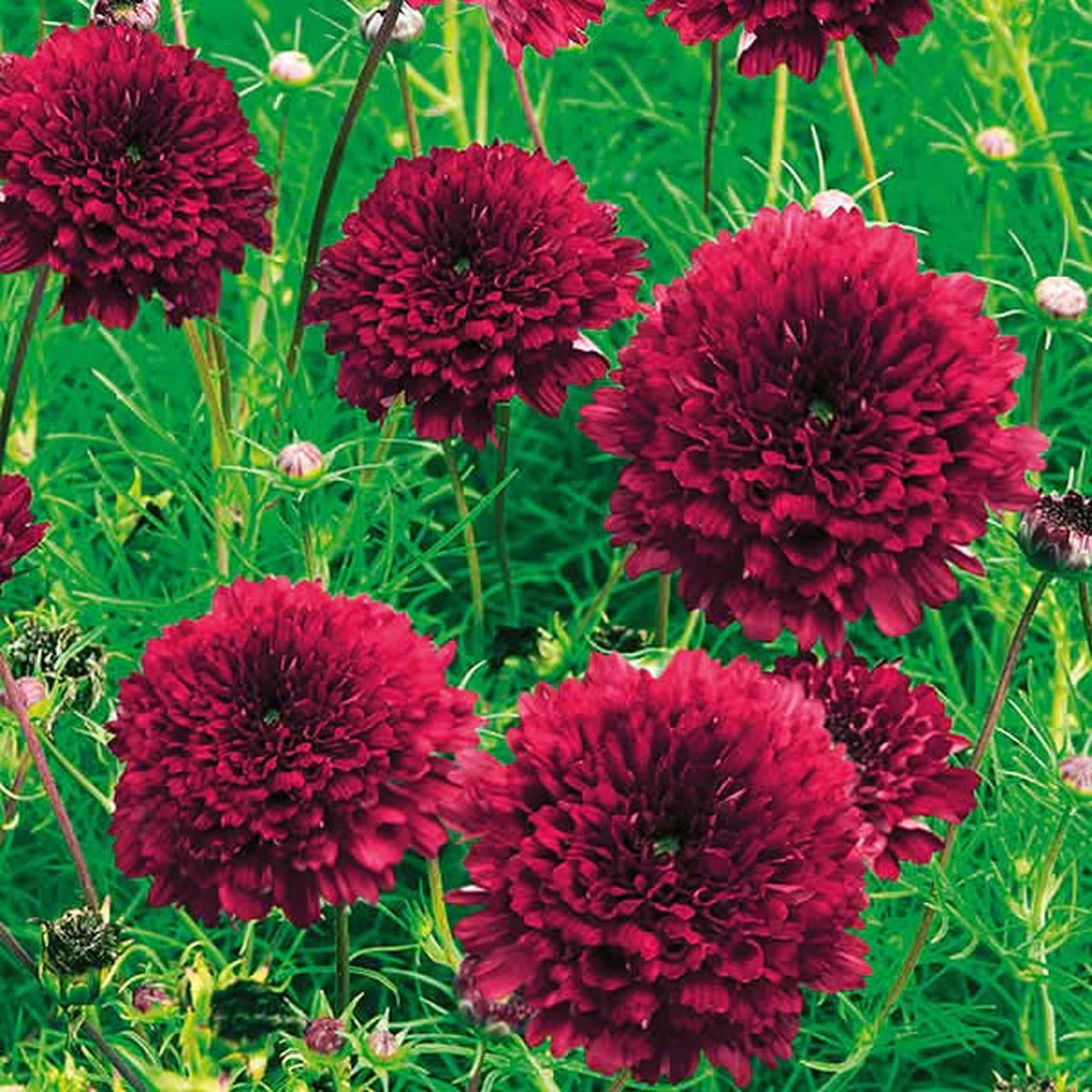 Cosmos Double Click Cranberries Flower Seeds for Planting  Vibrant, Heirloom Garden Blooms