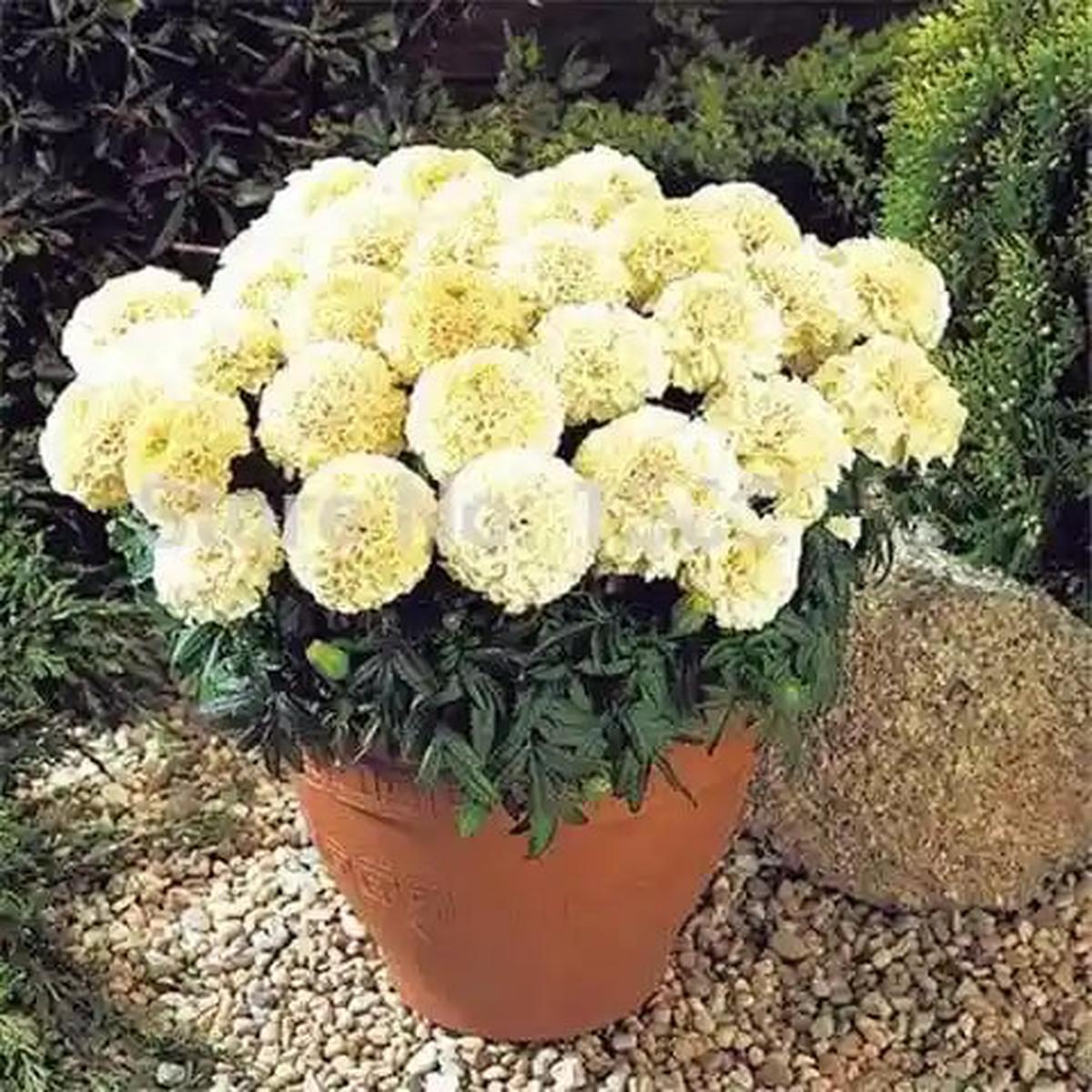 Cream Marigold Flower Seeds for Planting  Heirloom, Non-GMO, High Germination Organic Garden Seeds