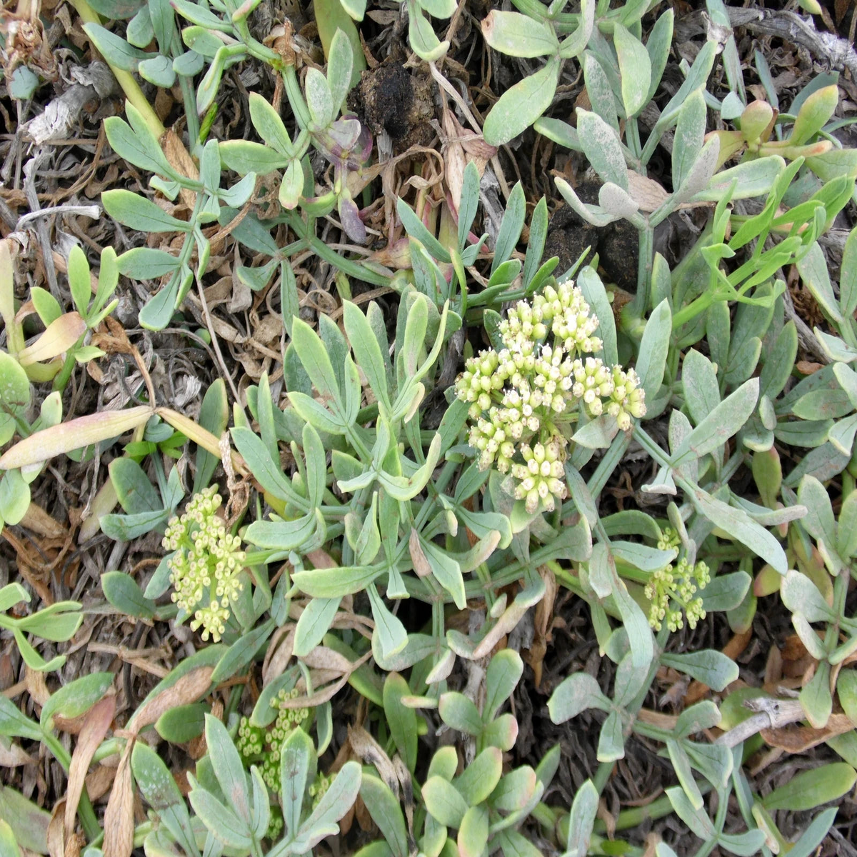 CRITHMUM MARITIMUM Seeds Rock Samphire BULK shipping  Heirloom, Non-GMO, High Germination Organic Garden Seeds