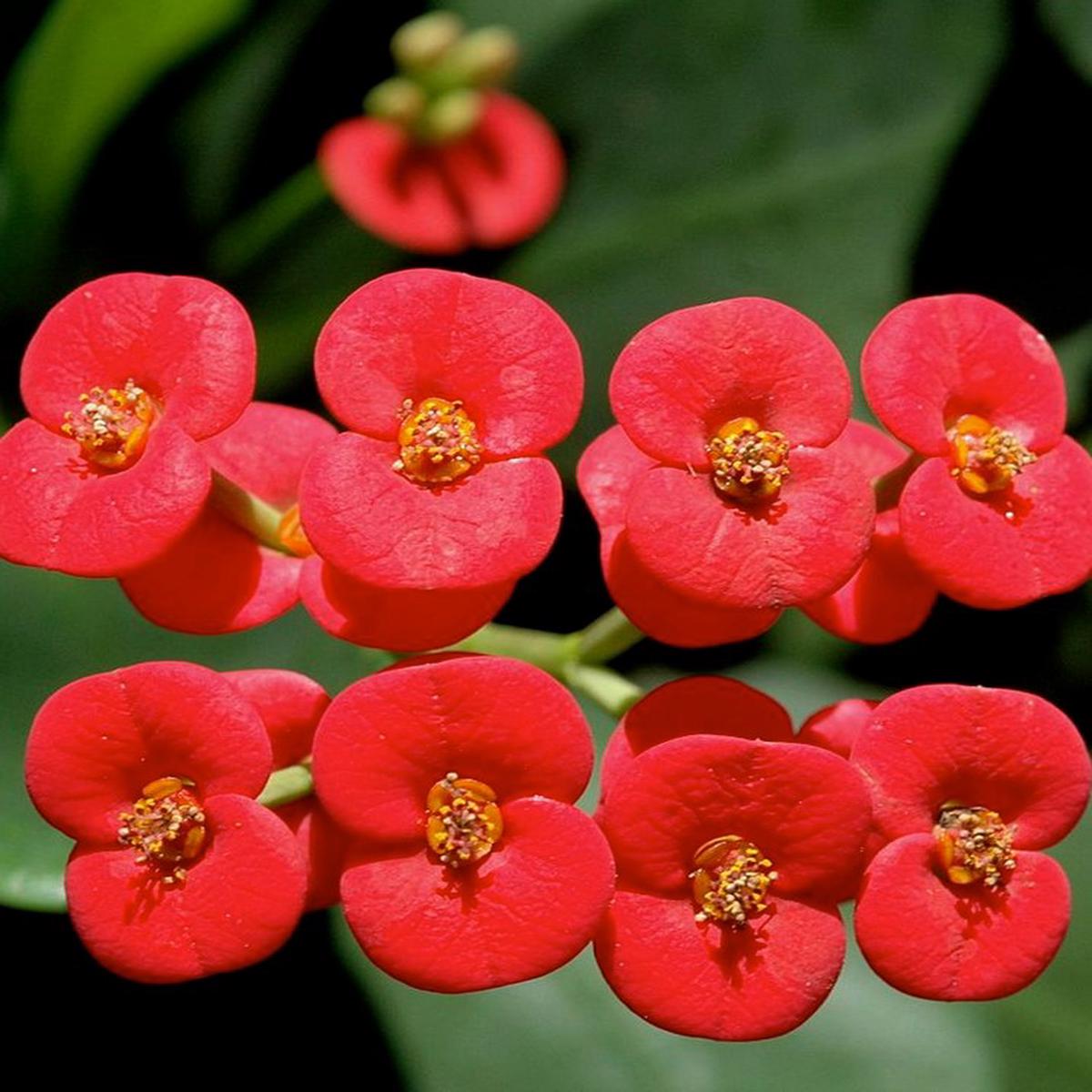 Crown of Thorn Flower Seeds for Planting Premium Heirloom, Non-GMO, High Germination Garden Seeds