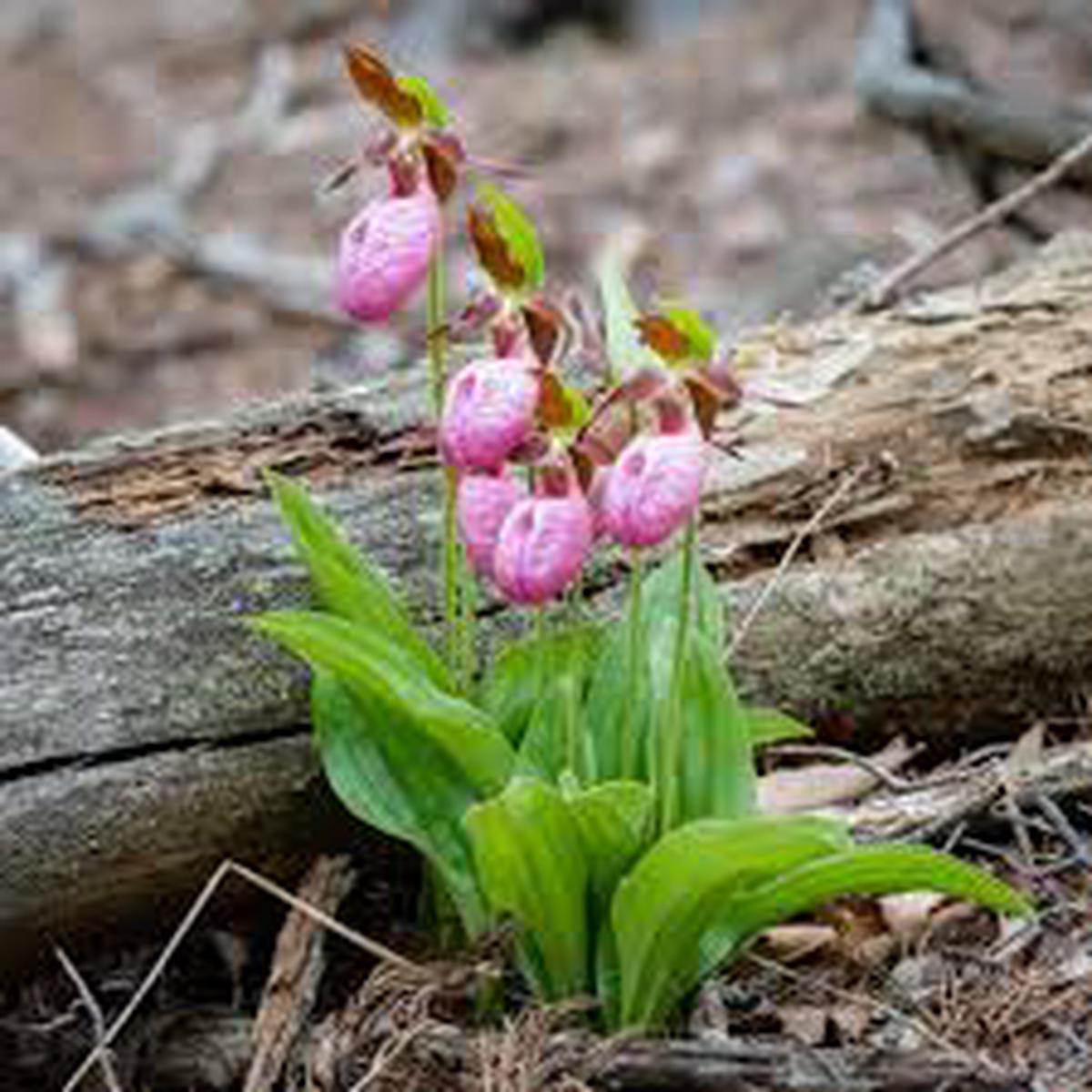 Cypripedium Acaule Flower Seeds for Planting  Heirloom Non-GMO High Germination Organic Garden Seeds
