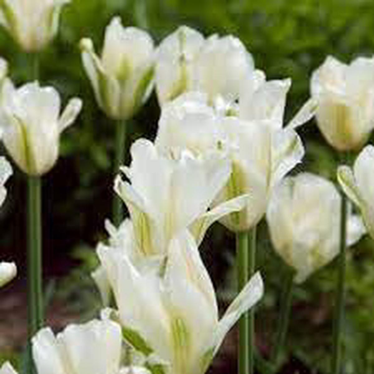 Dark Gray Tulip Flower Seeds for Planting  Heirloom, Non-GMO Tulip Bulbs, High Germination Organic Garden Seeds
