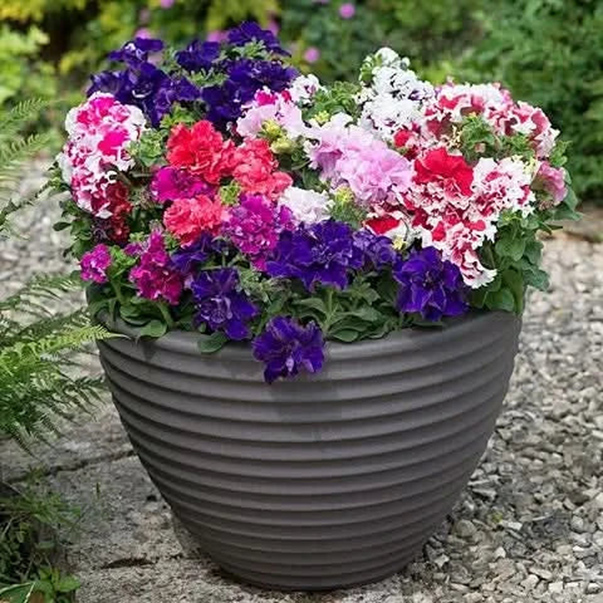 Double Leaves Petunia Flower Seeds for Home Garden