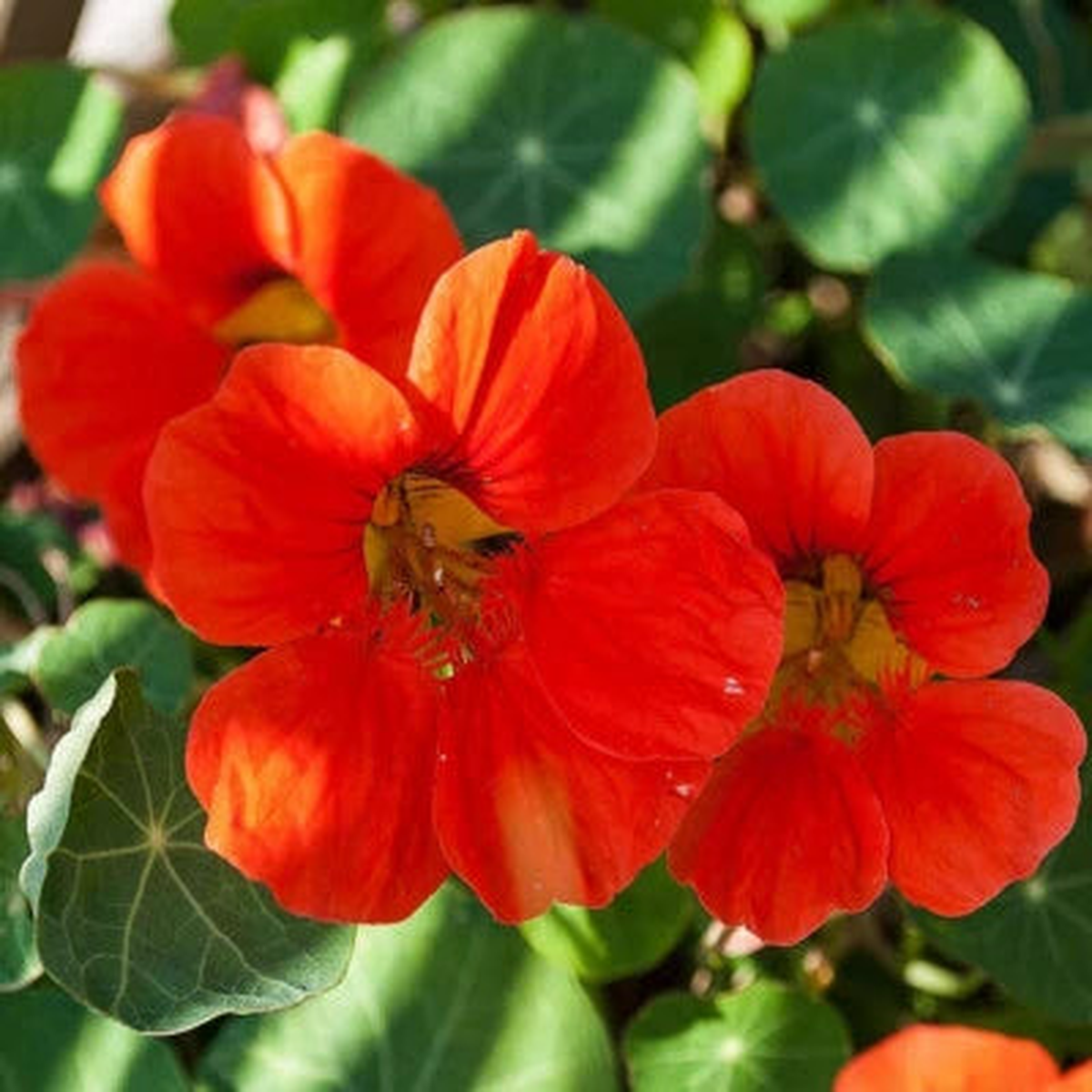 Empress Of India Nasturtium Seeds for Planting Heirloom Non-GMO , Edible Flowers and Leaves