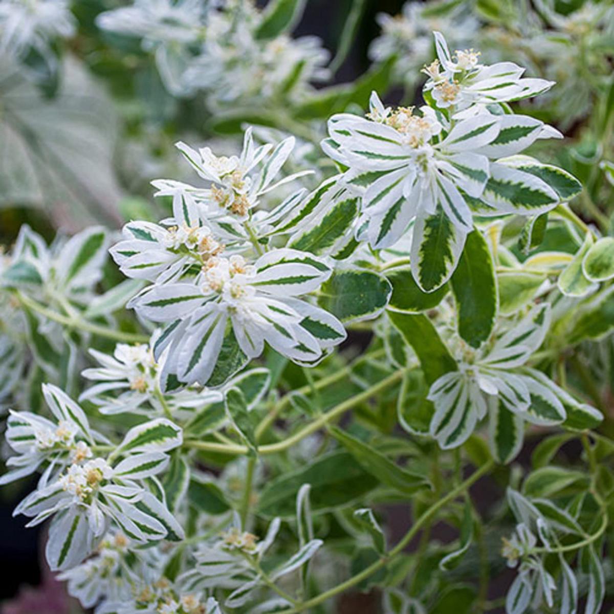 Euphorbia Early Snow White Flower Seeds for Planting Heirloom, Non-GMO, Drought-Tolerant Organic Garden Seeds