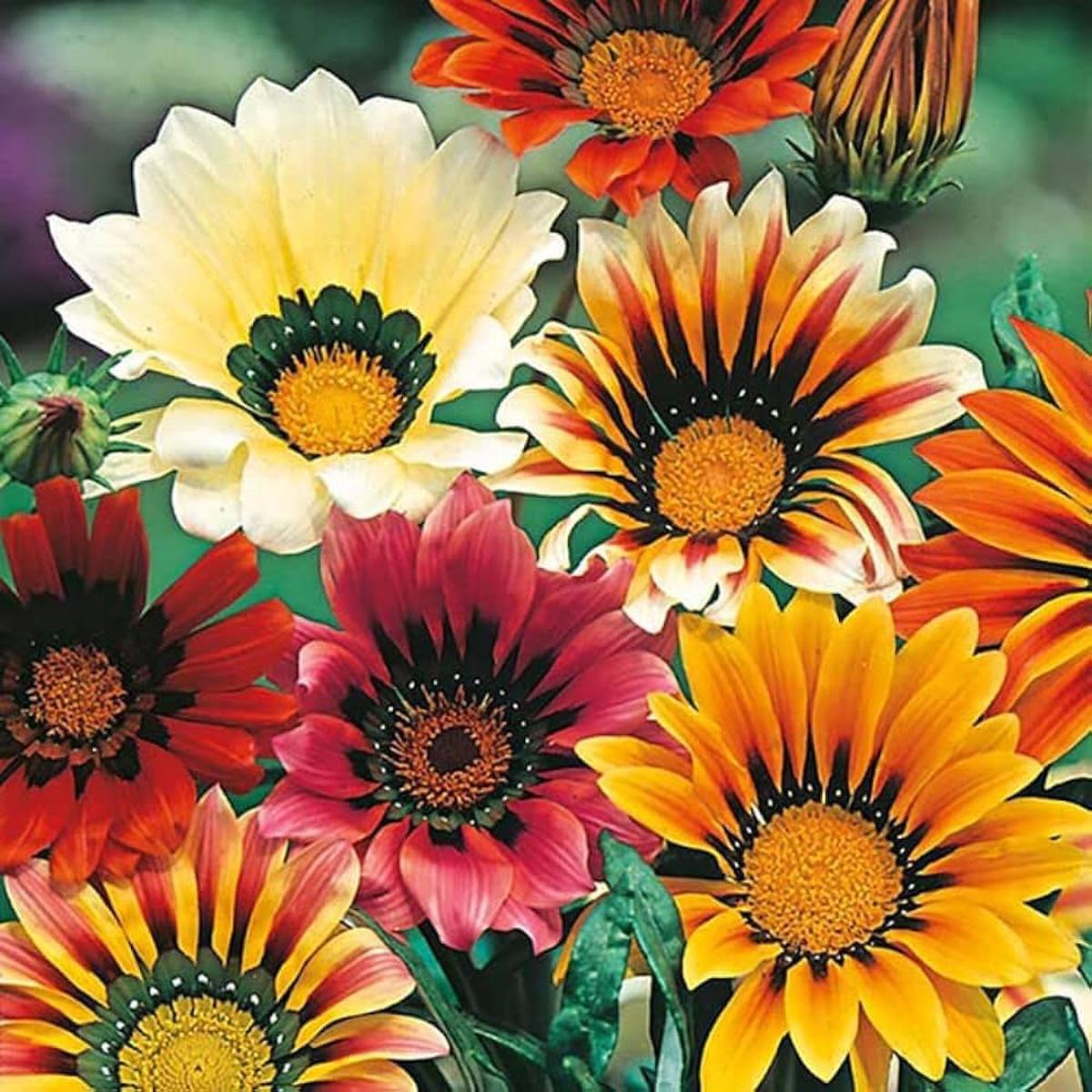 Gazania Gazania Rigens Flower Seeds for Planting  Perfect for Sunny Home Garden and Ground Cover