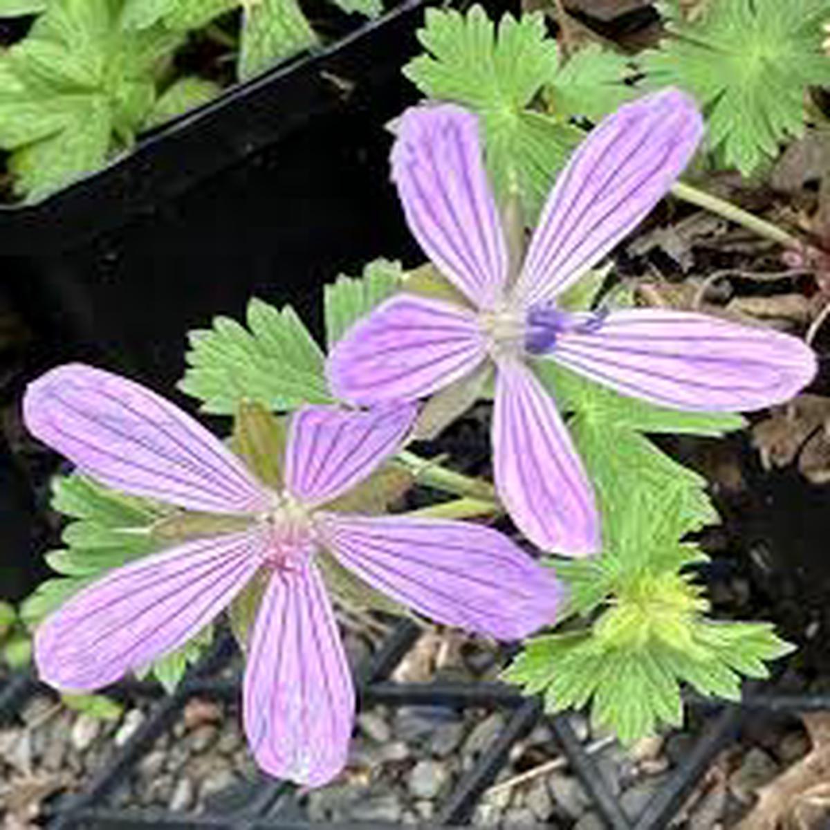 Geranium Asphodeloides Flower Seeds for Planting  Heirloom, Non-GMO, Bright Blooms Garden Seeds