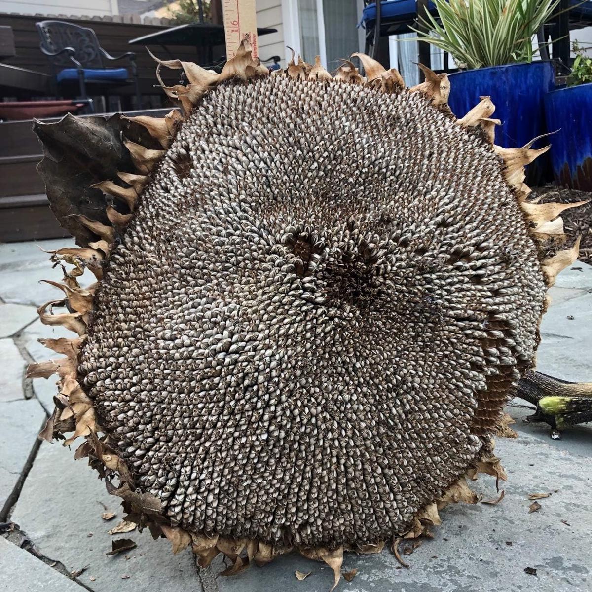 Gray Giant Sunflower Seeds for Planting Heirloom, Non-GMO, Organic Garden Seeds with High Germination
