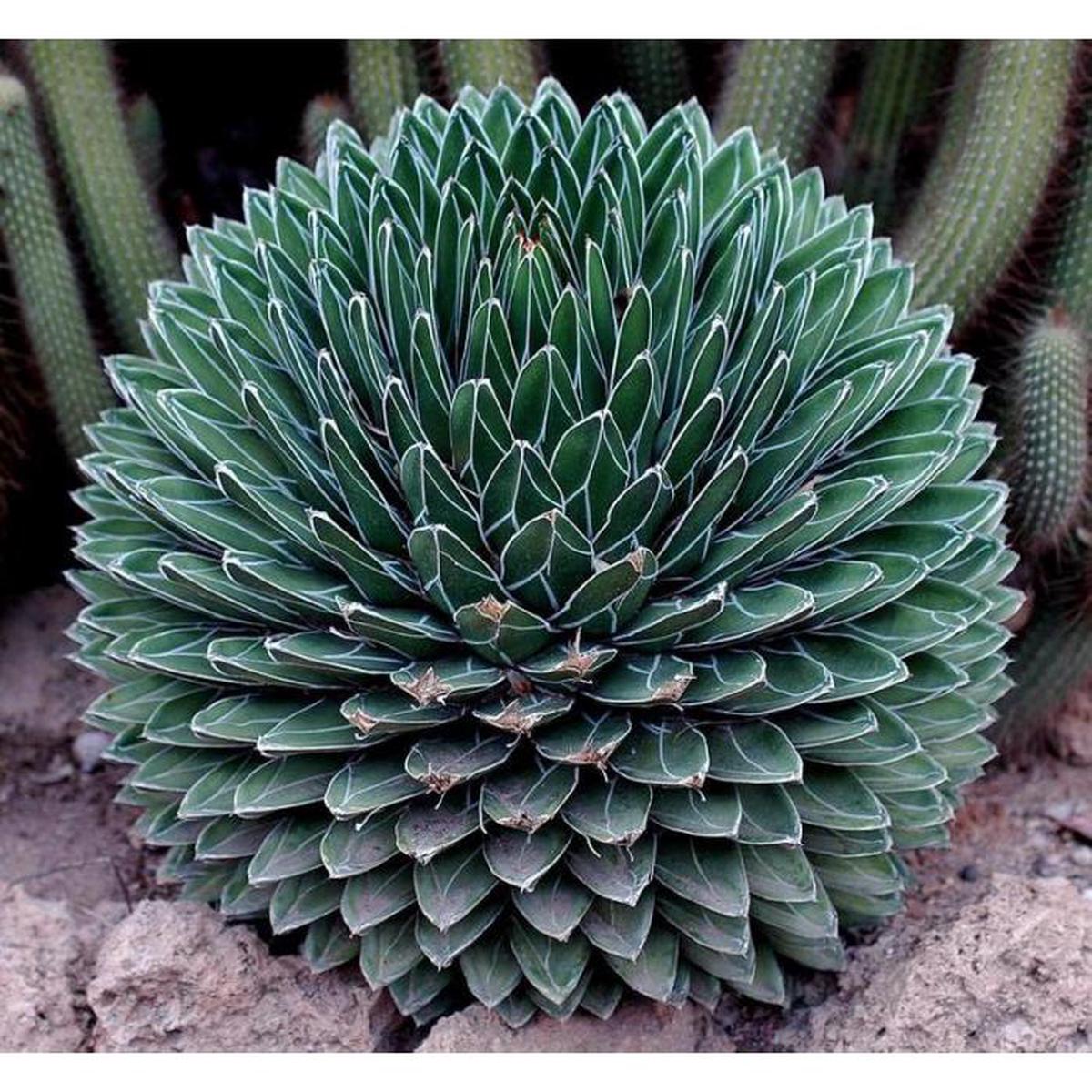 Green Agave Victoria Reginae Flower Seeds for Planting | Heirloom Non-GMO High Germination Organic Garden Seeds