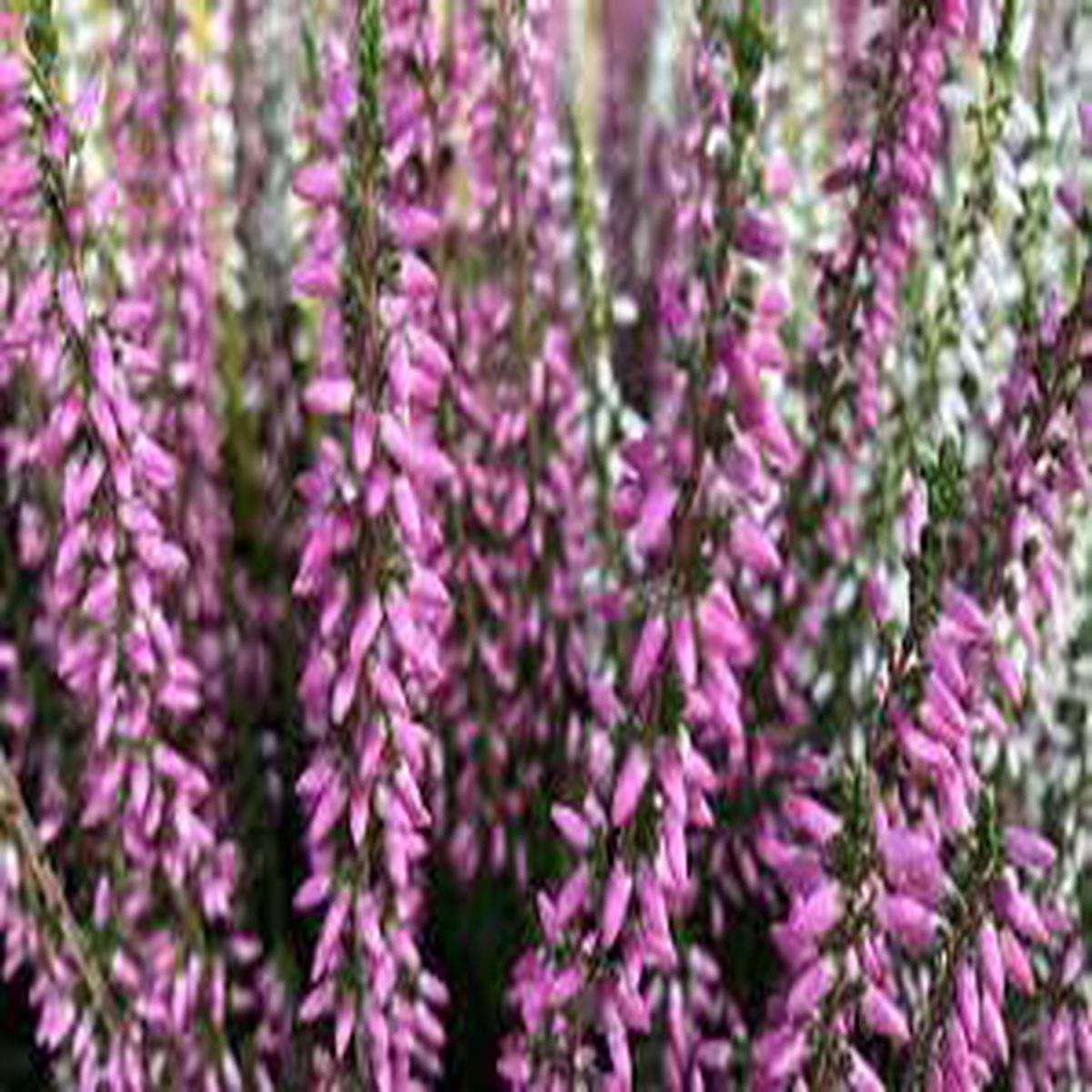 Heather Flower Seeds for Planting  Heirloom, Non-GMO, High Germination Organic Garden Seeds